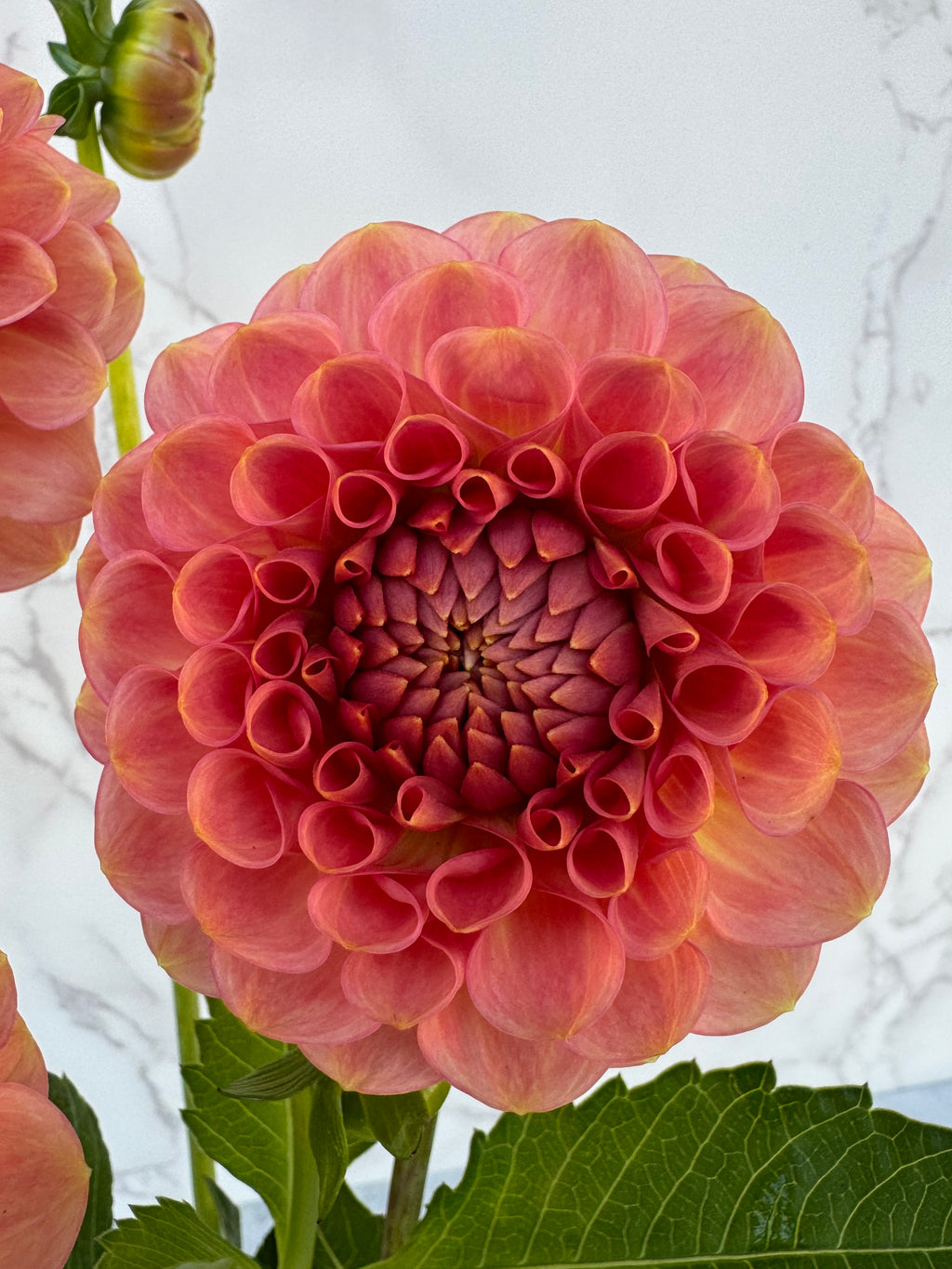 20th Ave Softer Peach