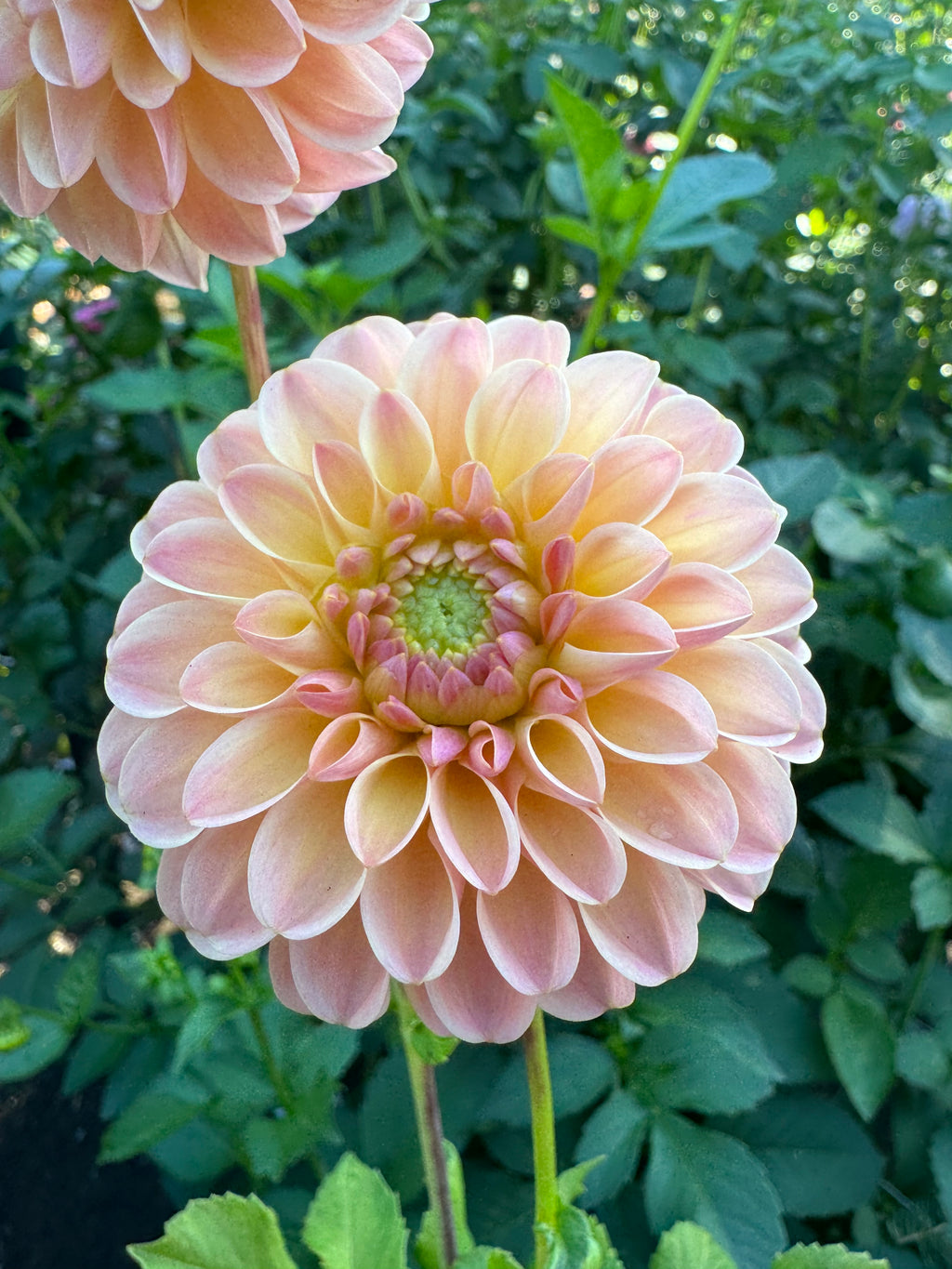 Hapet Salmon Cutting