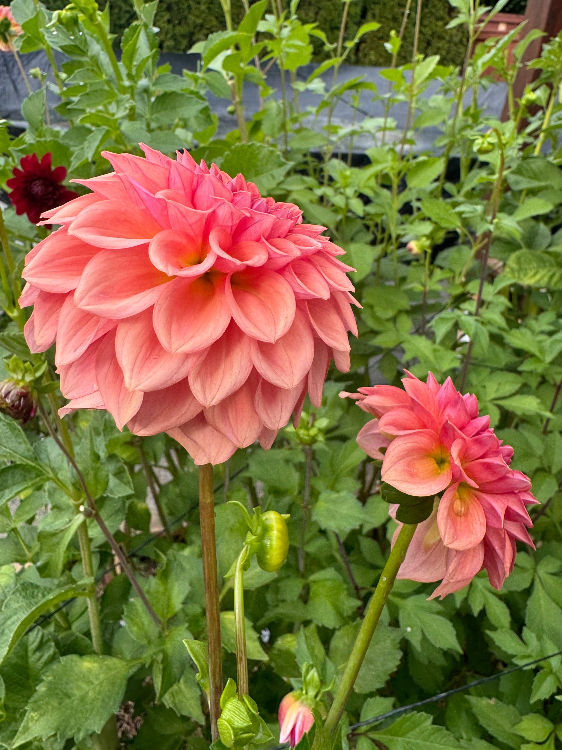 Levi Blue Smoke Cutting