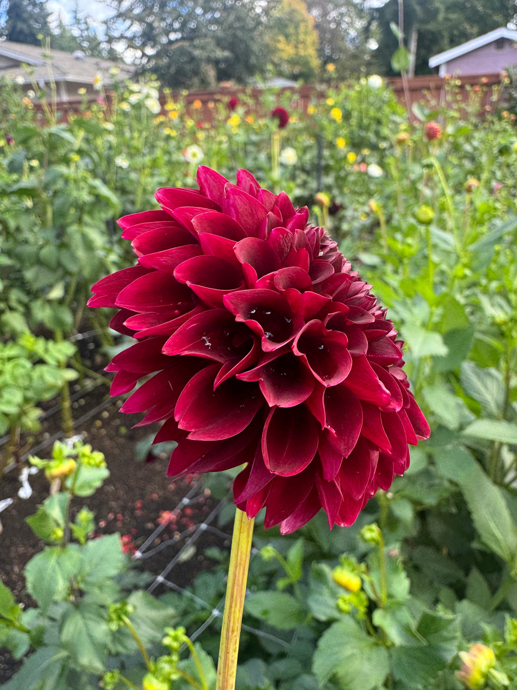 Jowey Mirella Cutting