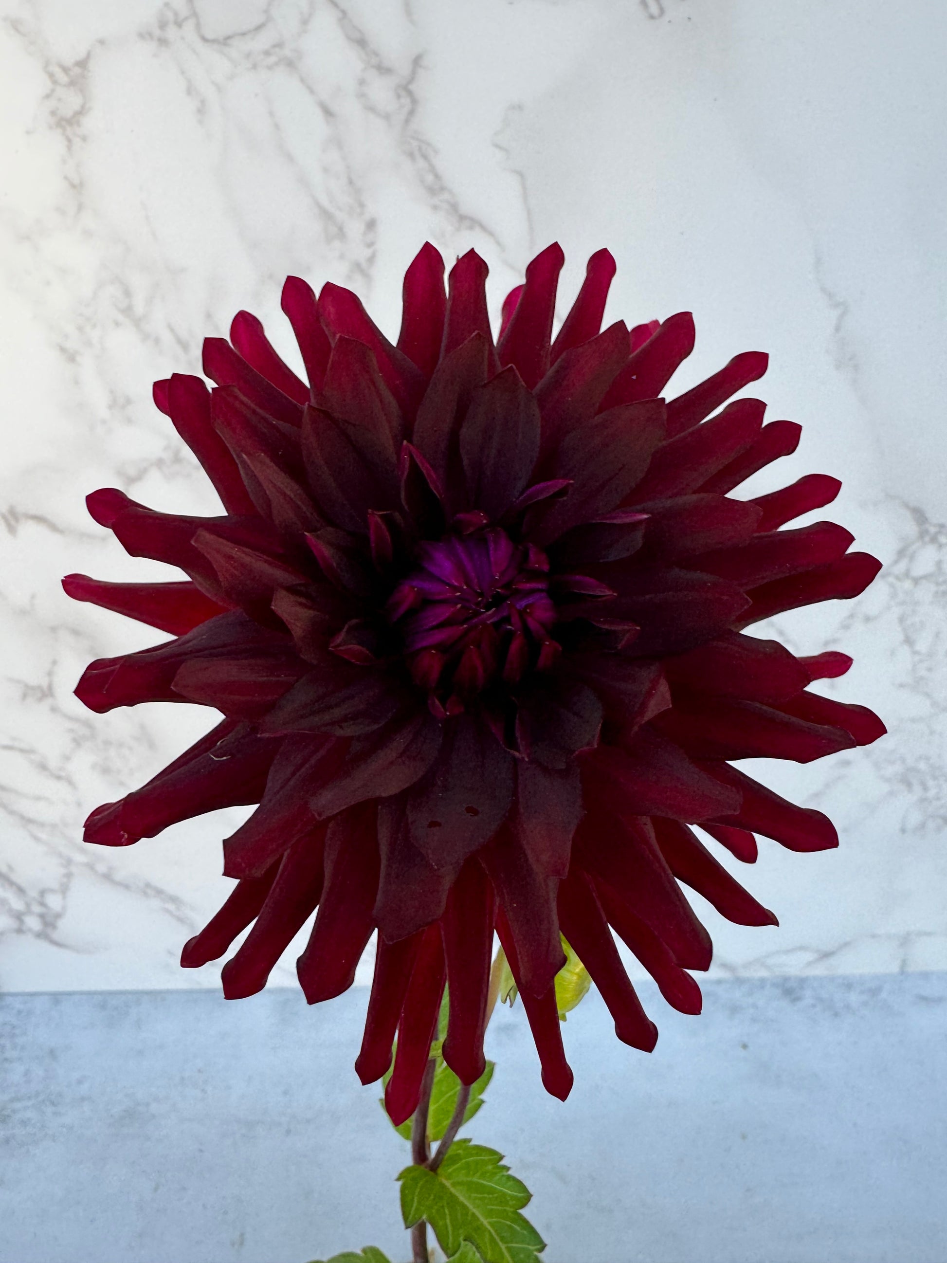 Bull’s Blood Cutting