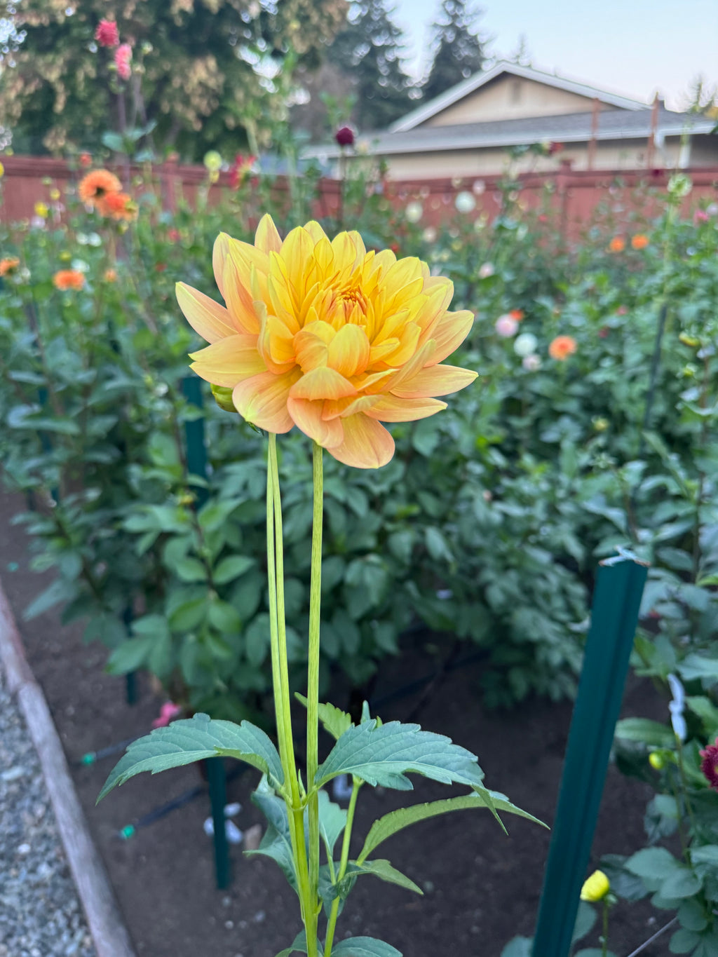 Hollyhill Serenity Cutting