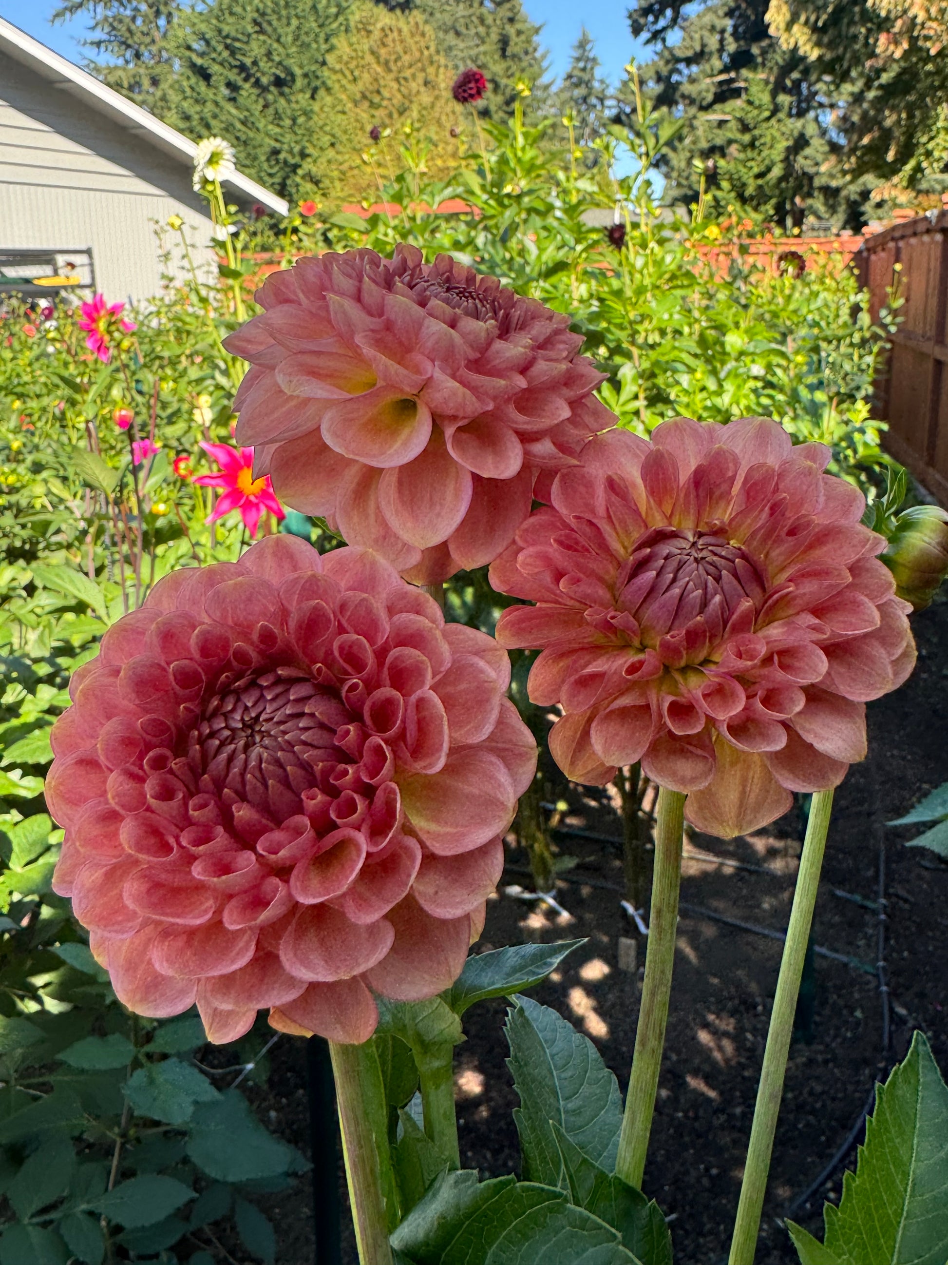 20th Ave Softer Peach