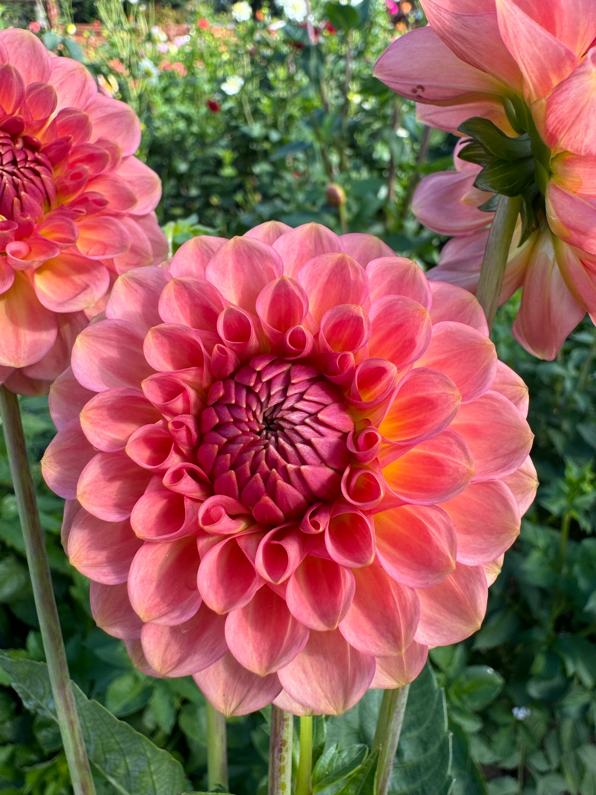 20th Ave Softer Peach