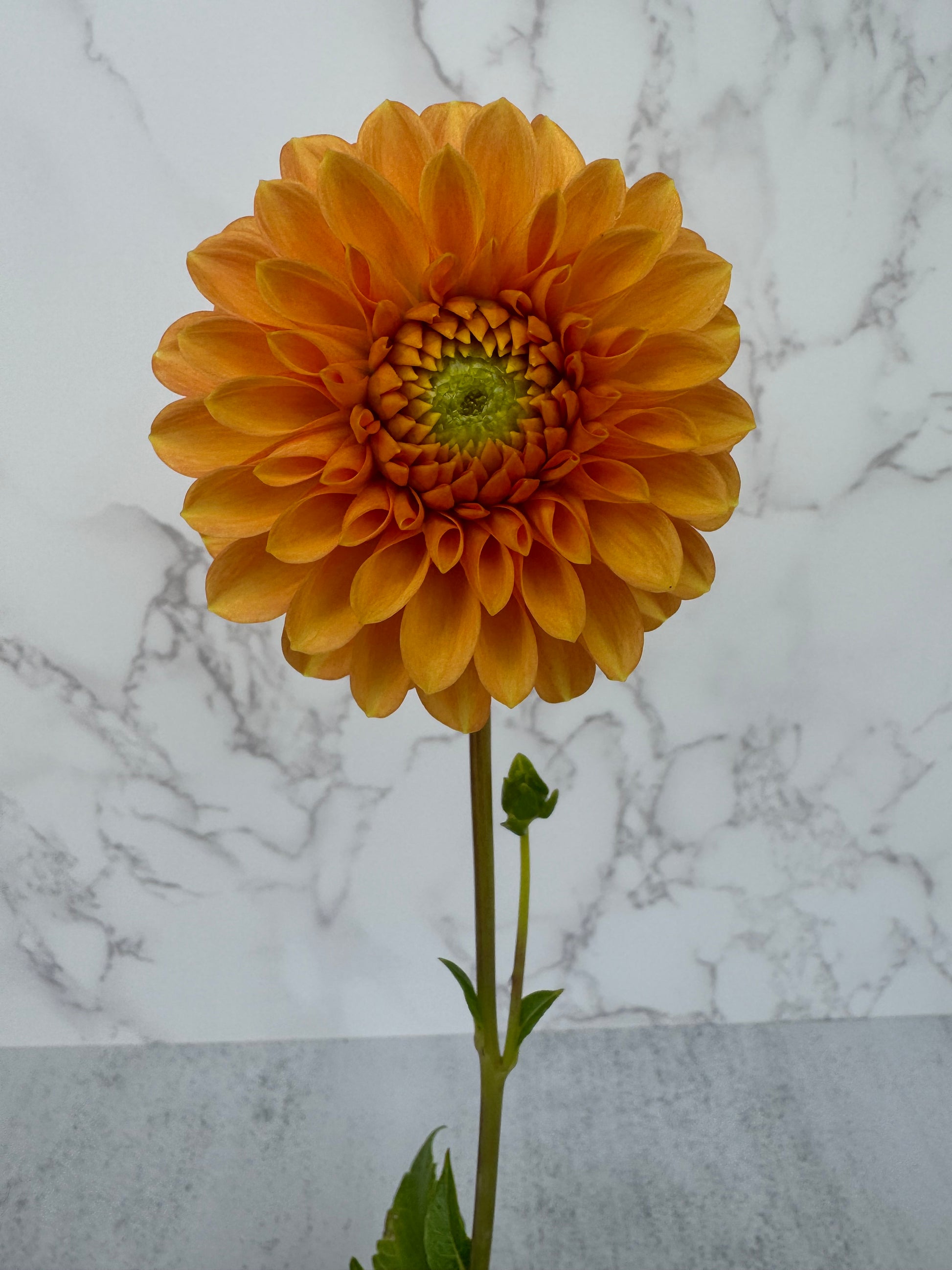 Caleb’s Orange Crush