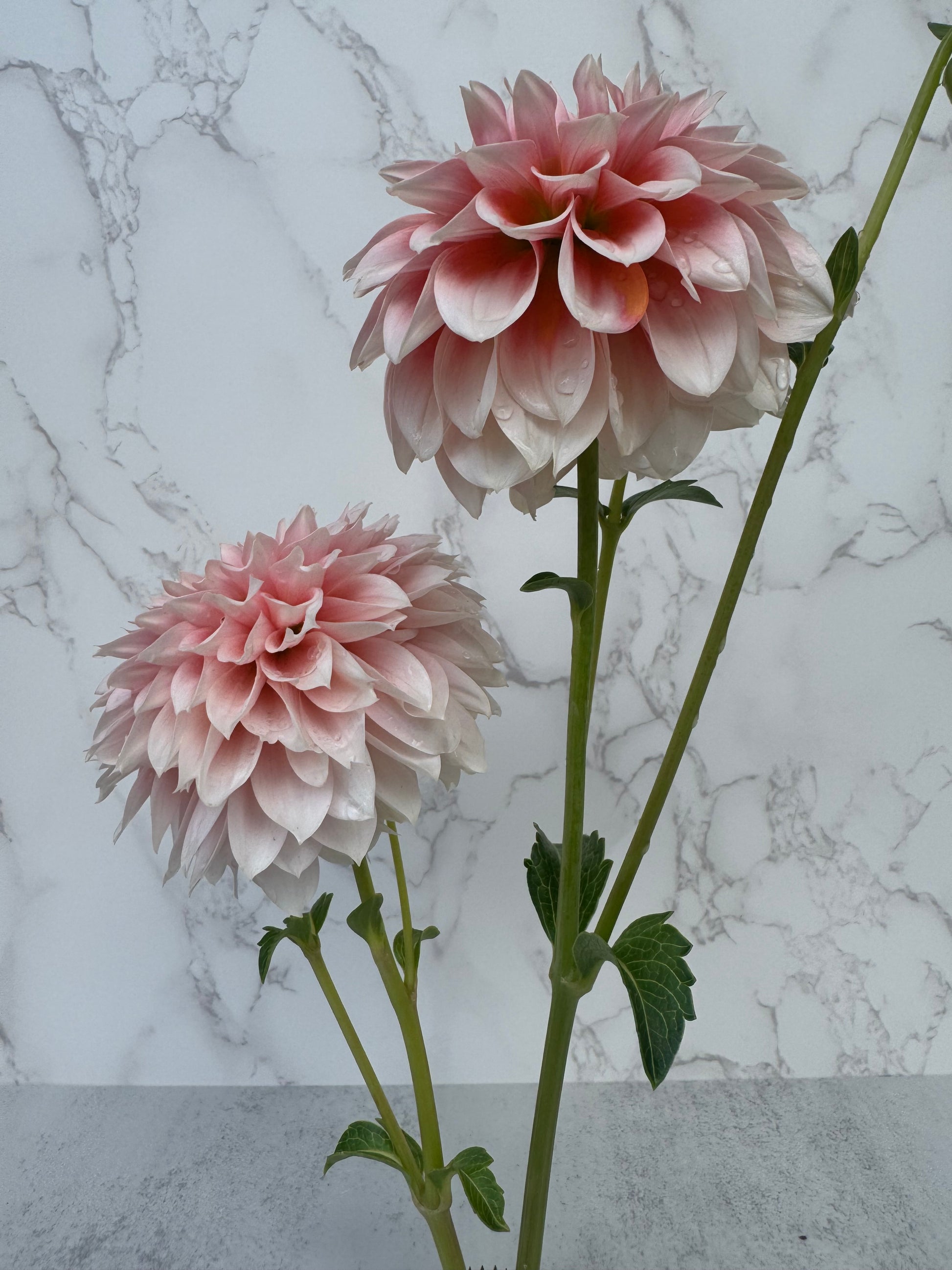 Bell’s Bonbori Cutting