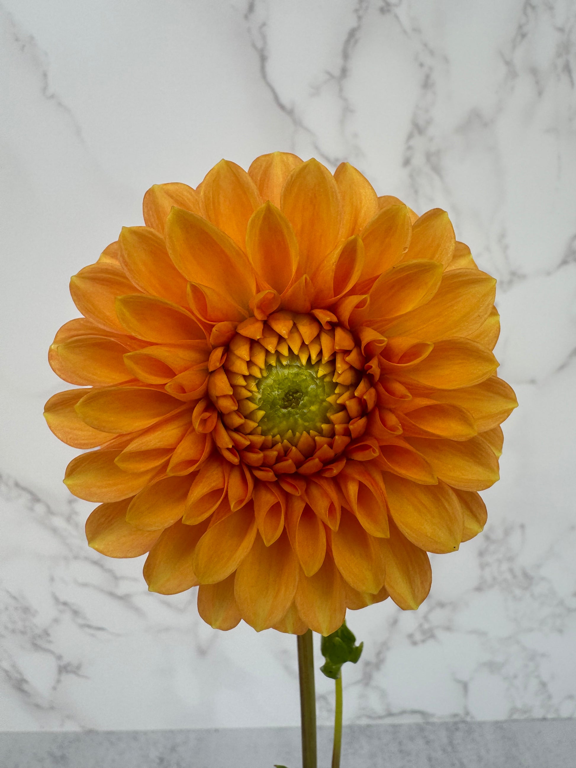 Caleb’s Orange Crush