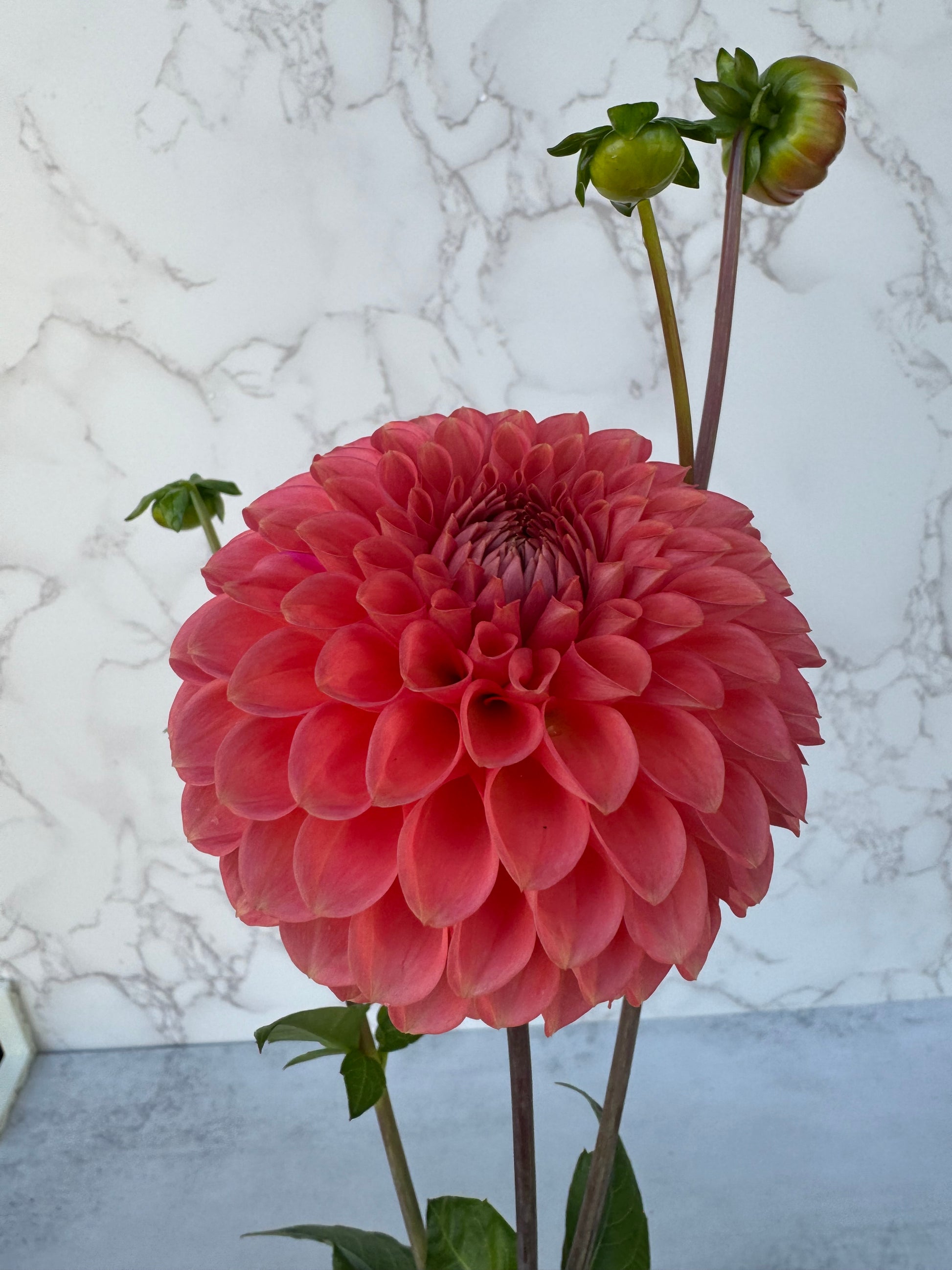 Parkland Tribute Cutting