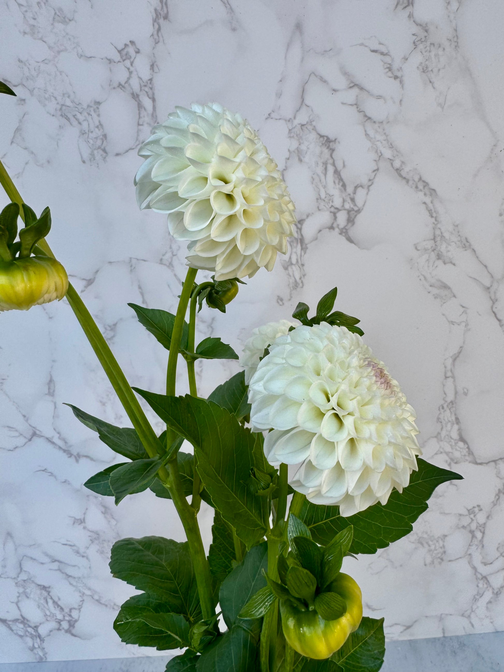 Hollyhill Miss White