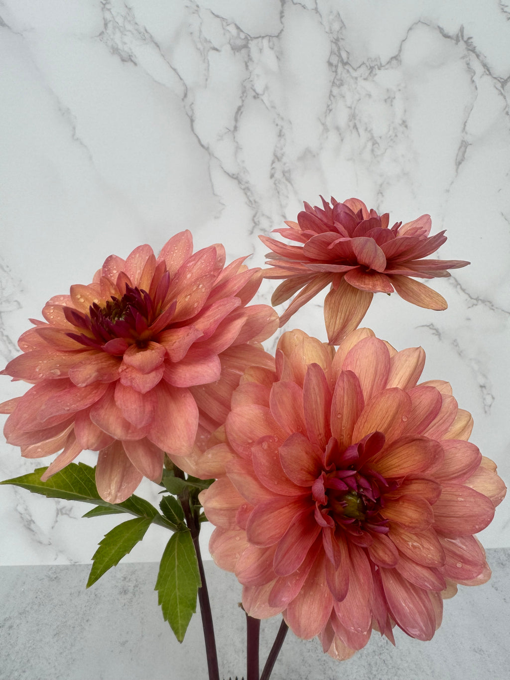 Chateau de la Bourdaisiere Cutting