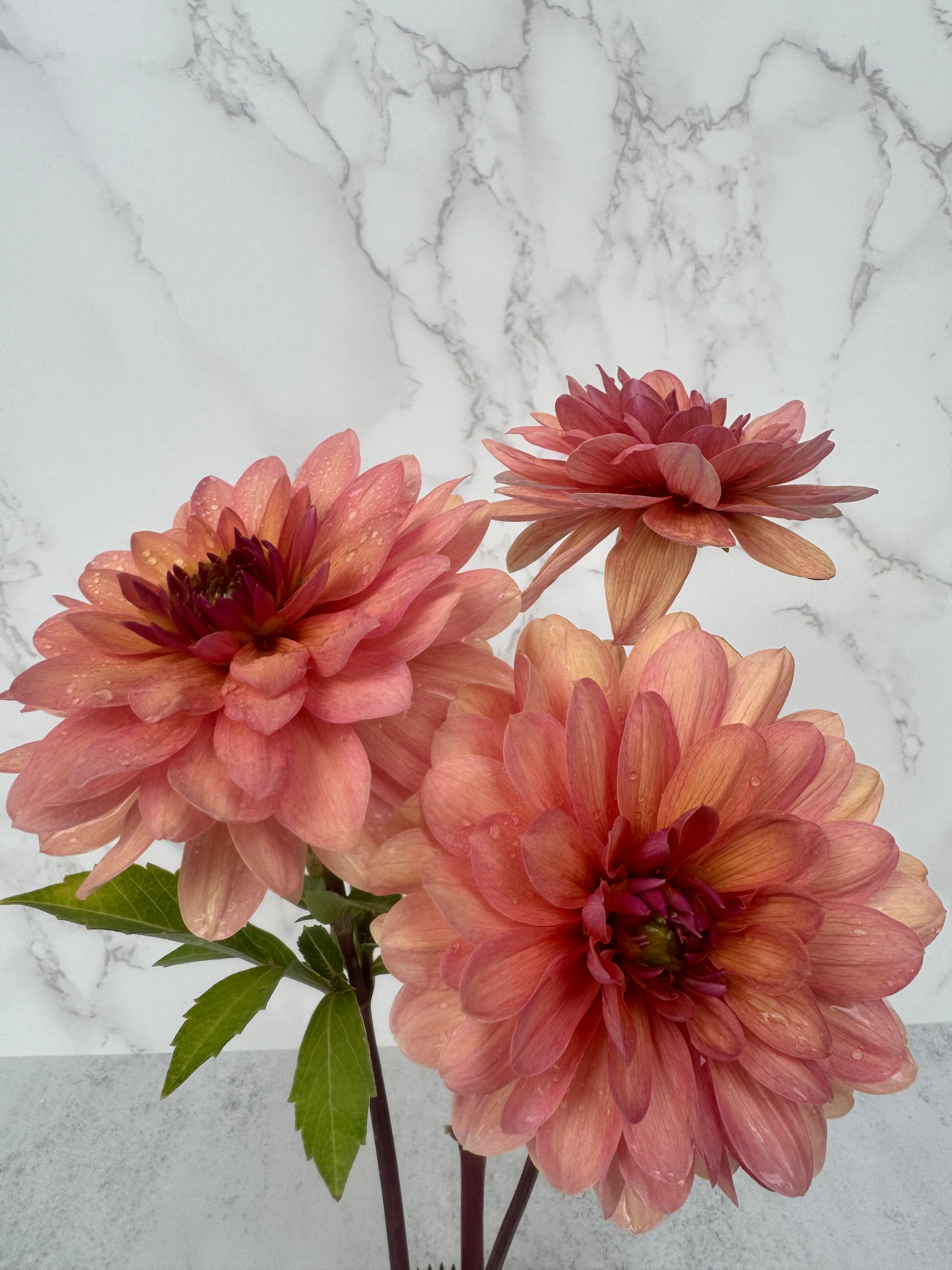 Chateau de la Bourdaisiere Cutting