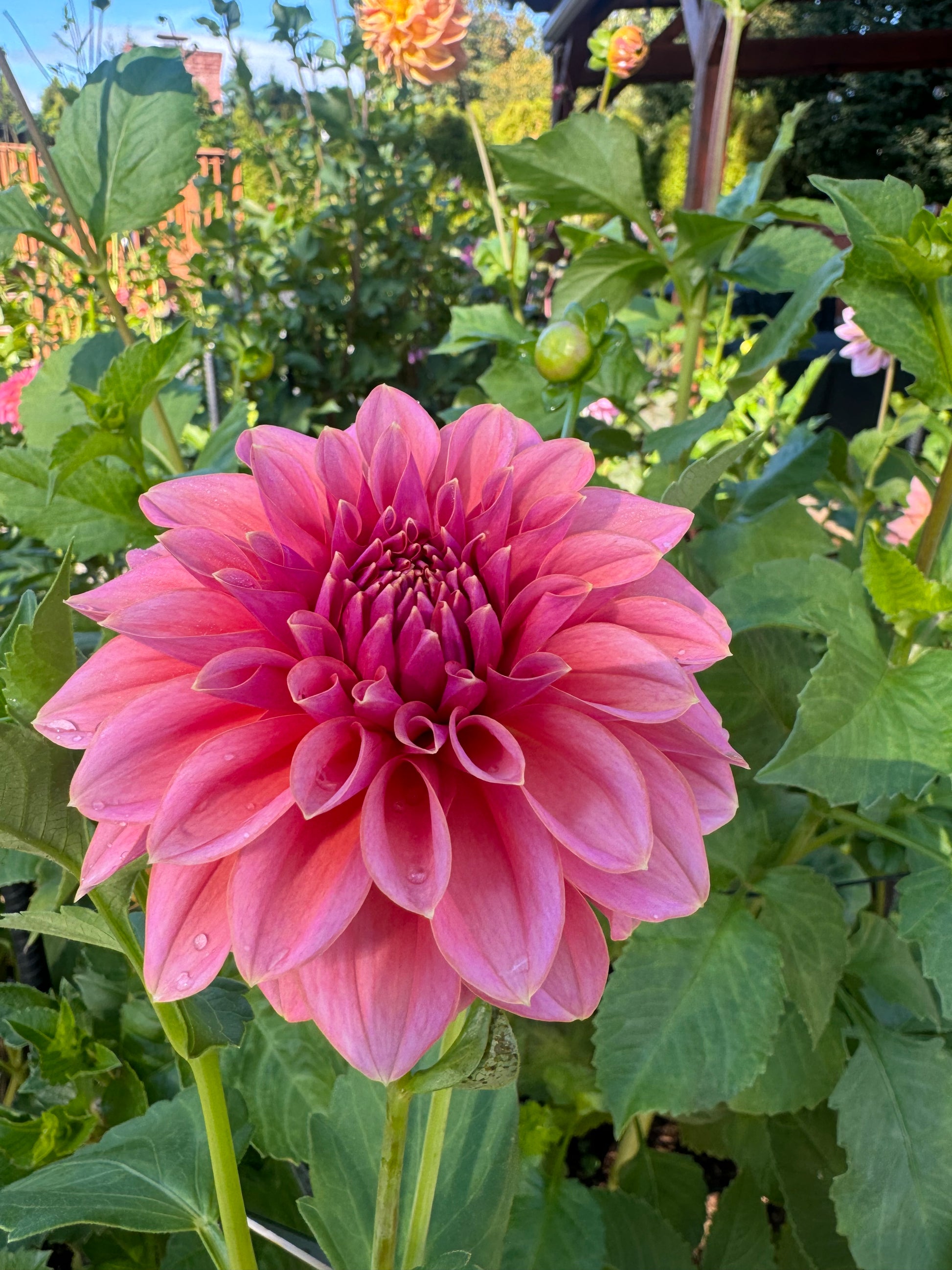 Lee’s Muava Guava Cutting