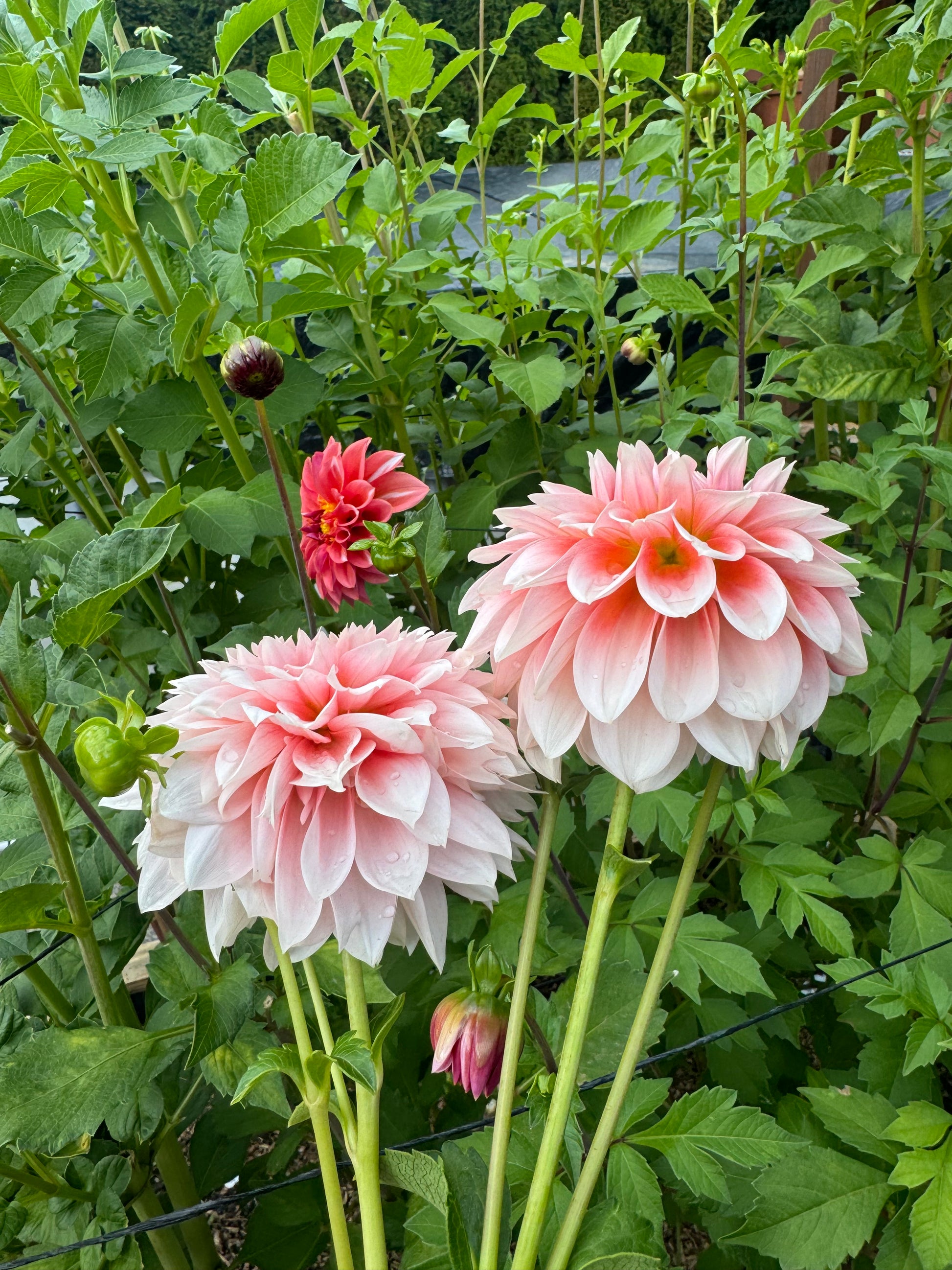 Bell’s Bonbori Cutting