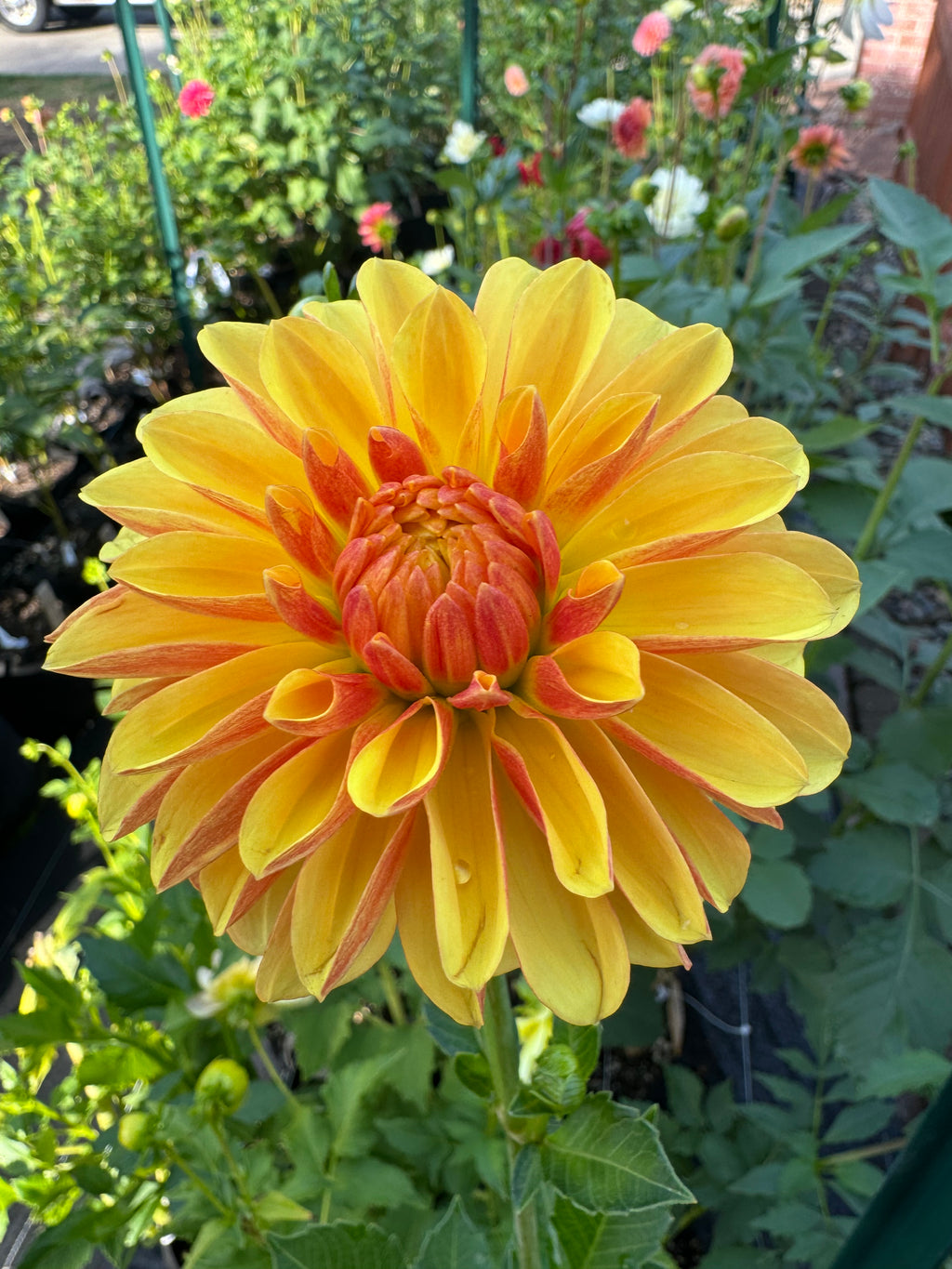 Lee’s Honey Spinner Cutting