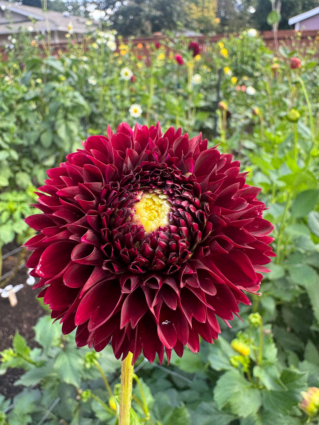 Jowey Mirella Cutting