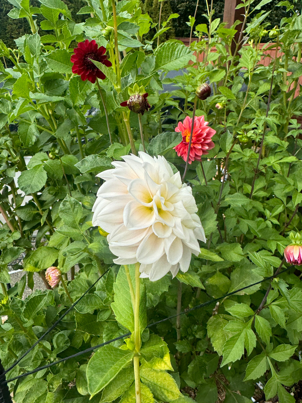 Gigi’s Baby Breath Cutting