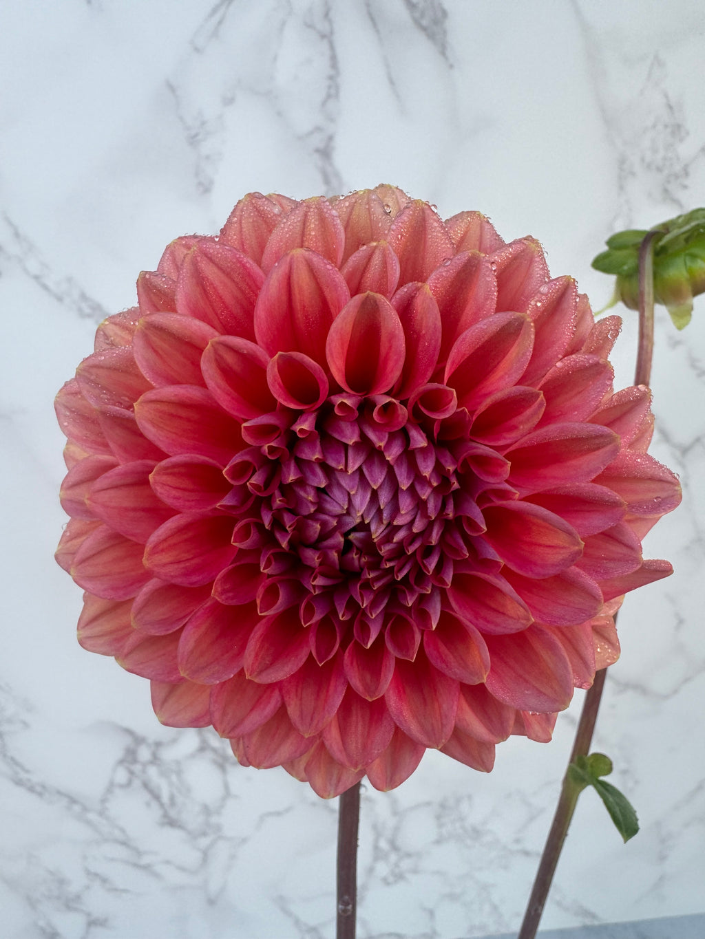 Lee’s Coral Enigma