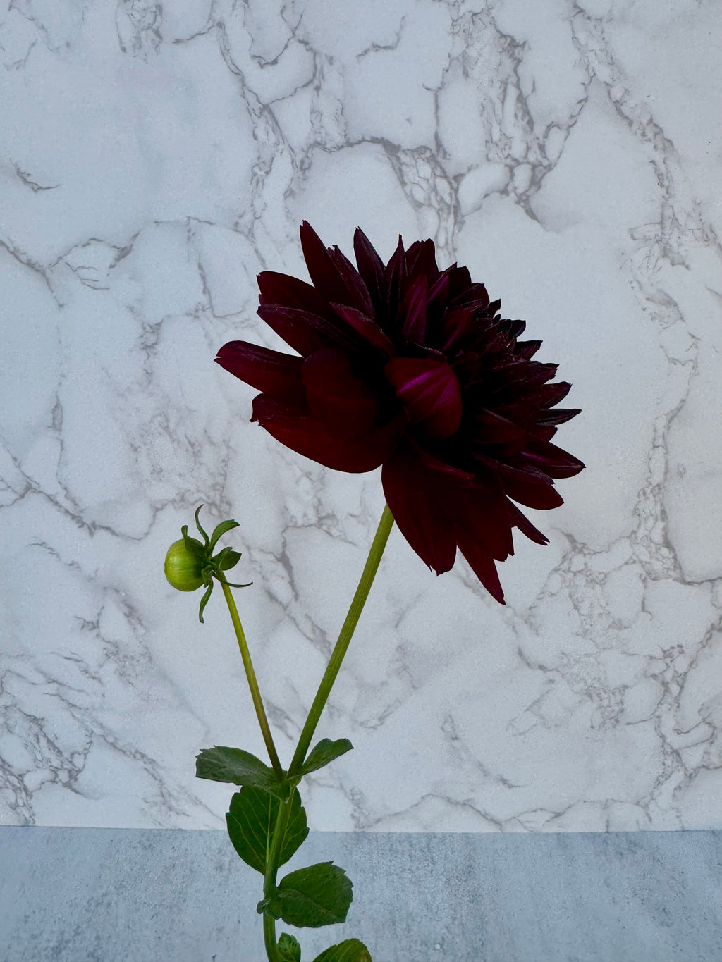 Hollyhill Black Widow