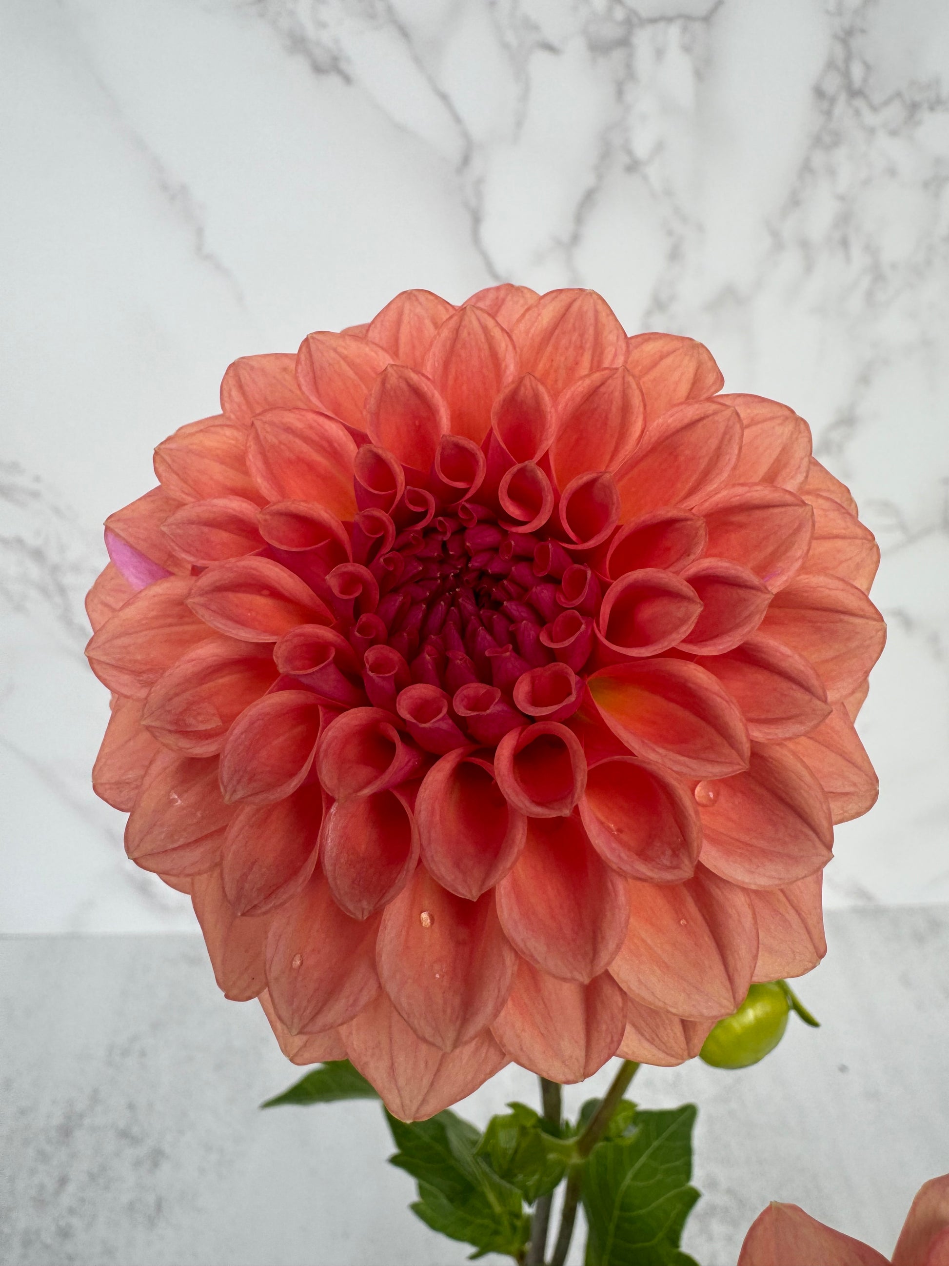 Levi Blue Smoke Cutting