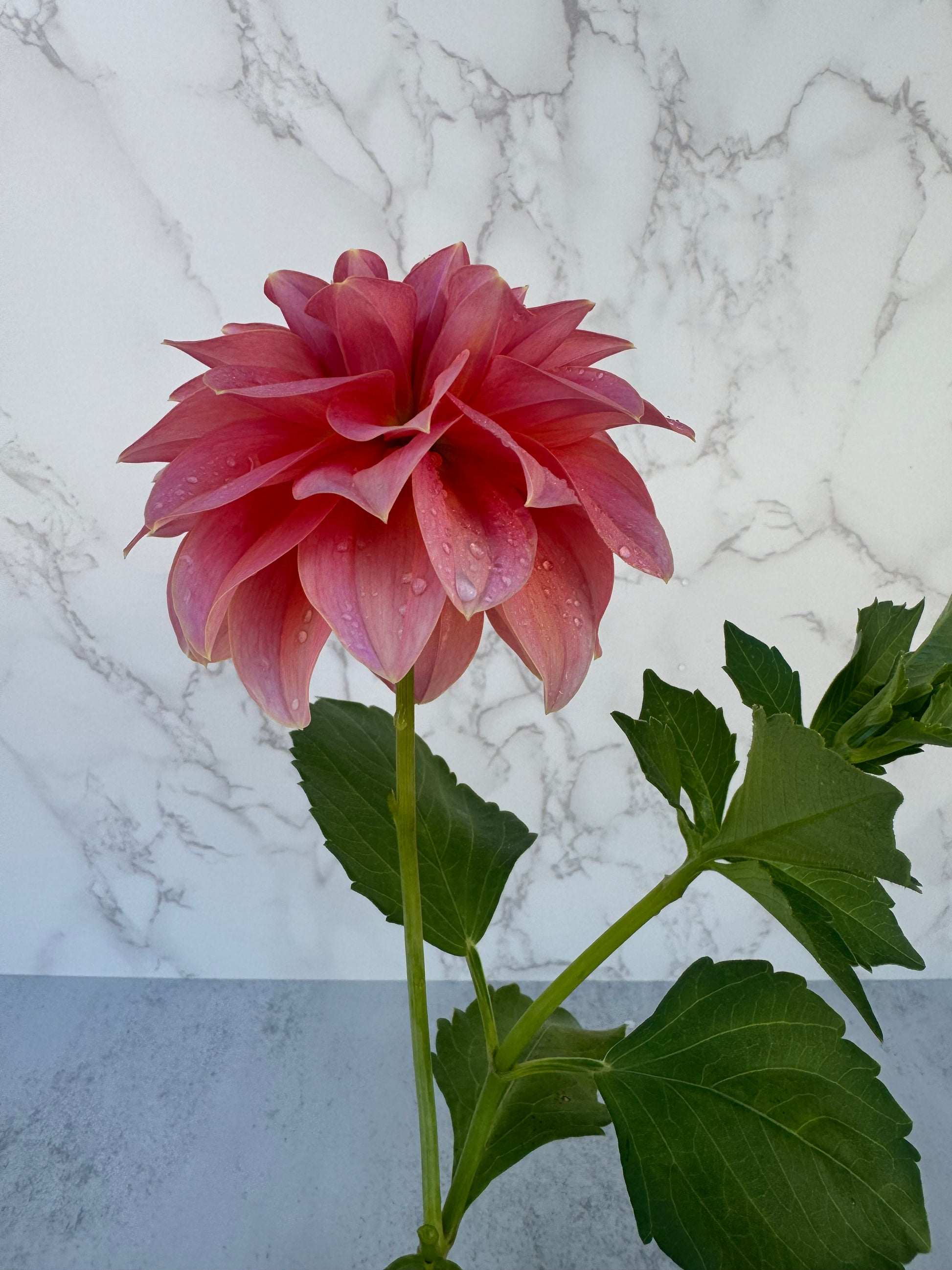 Lee’s Muava Guava Cutting