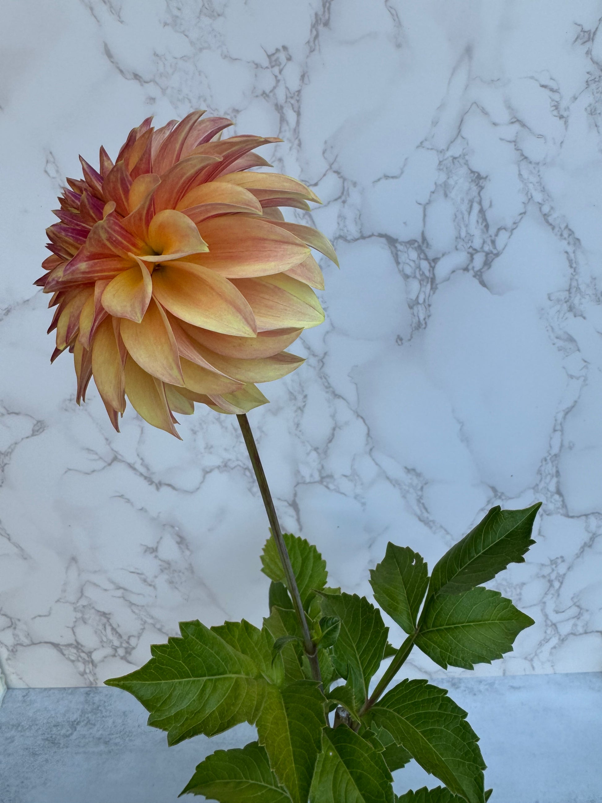 Country Sweetheart Cutting