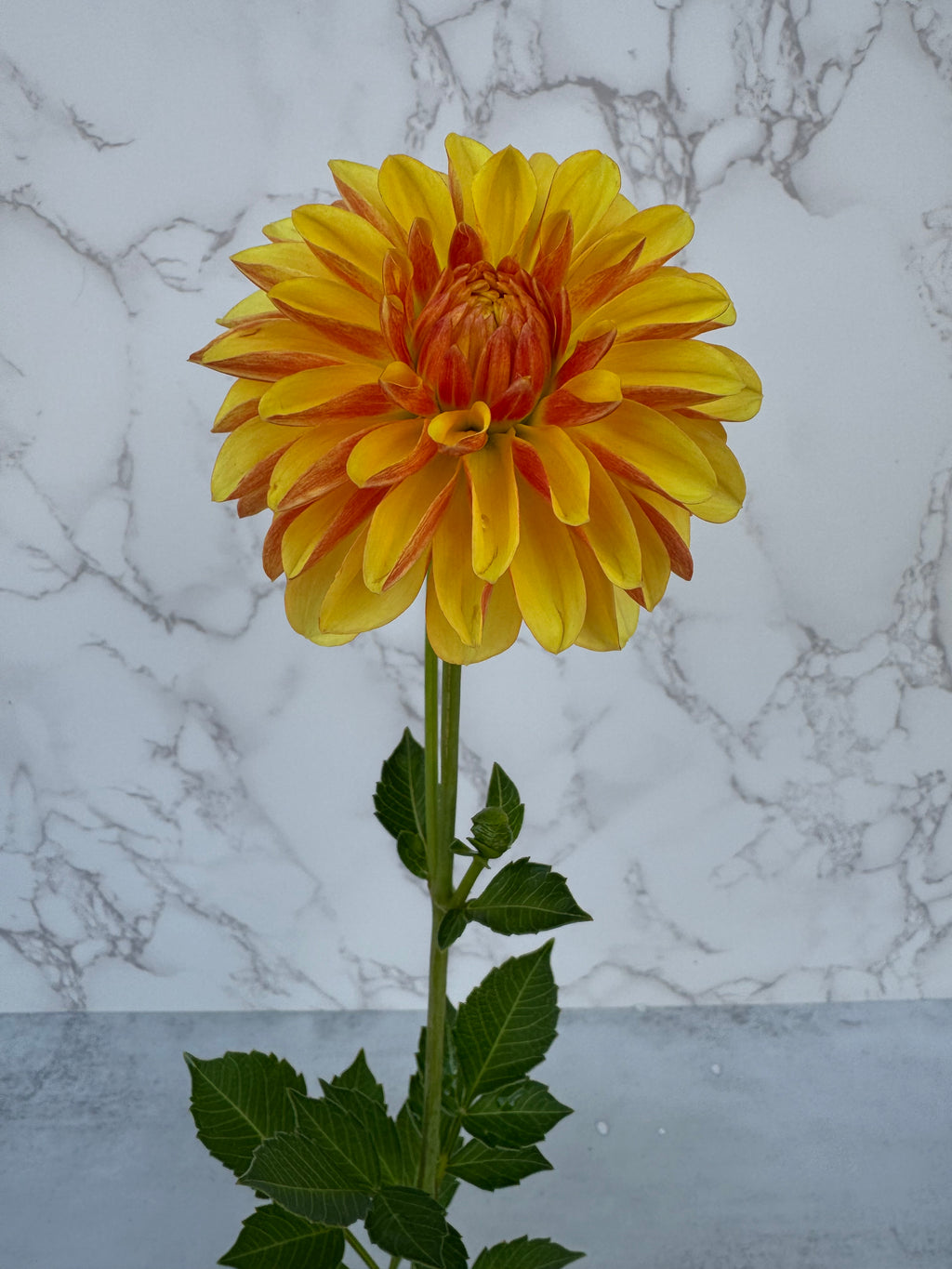 Lee’s Honey Spinner Cutting