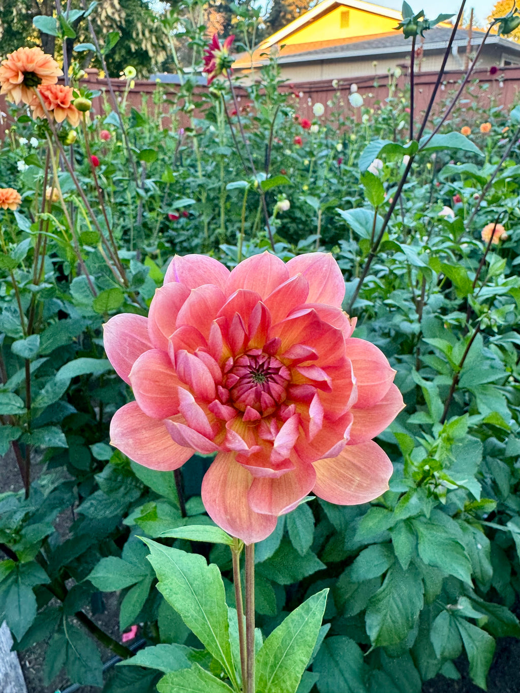 Hollyhill Daydream Cutting