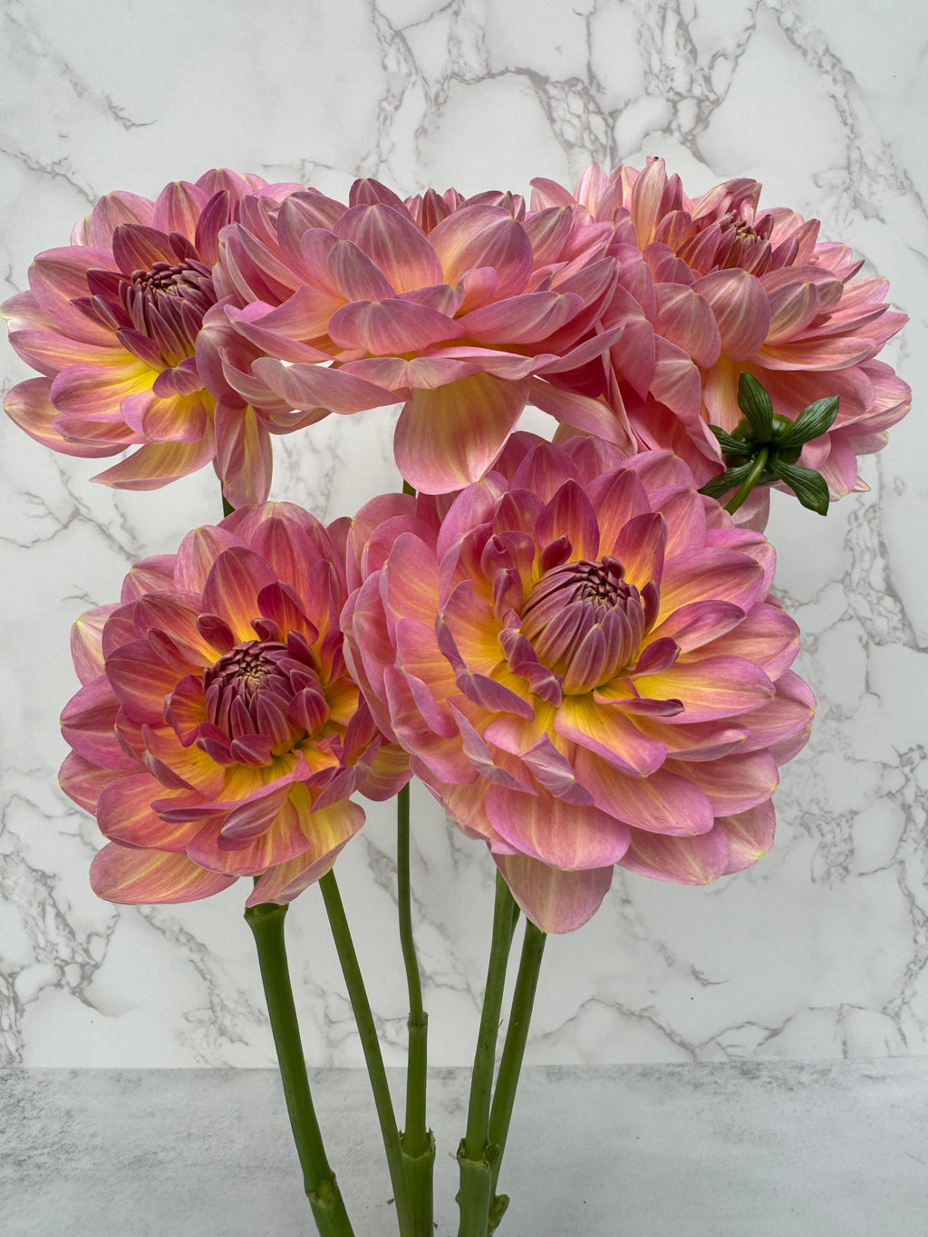 Hapet Old Charm Cutting