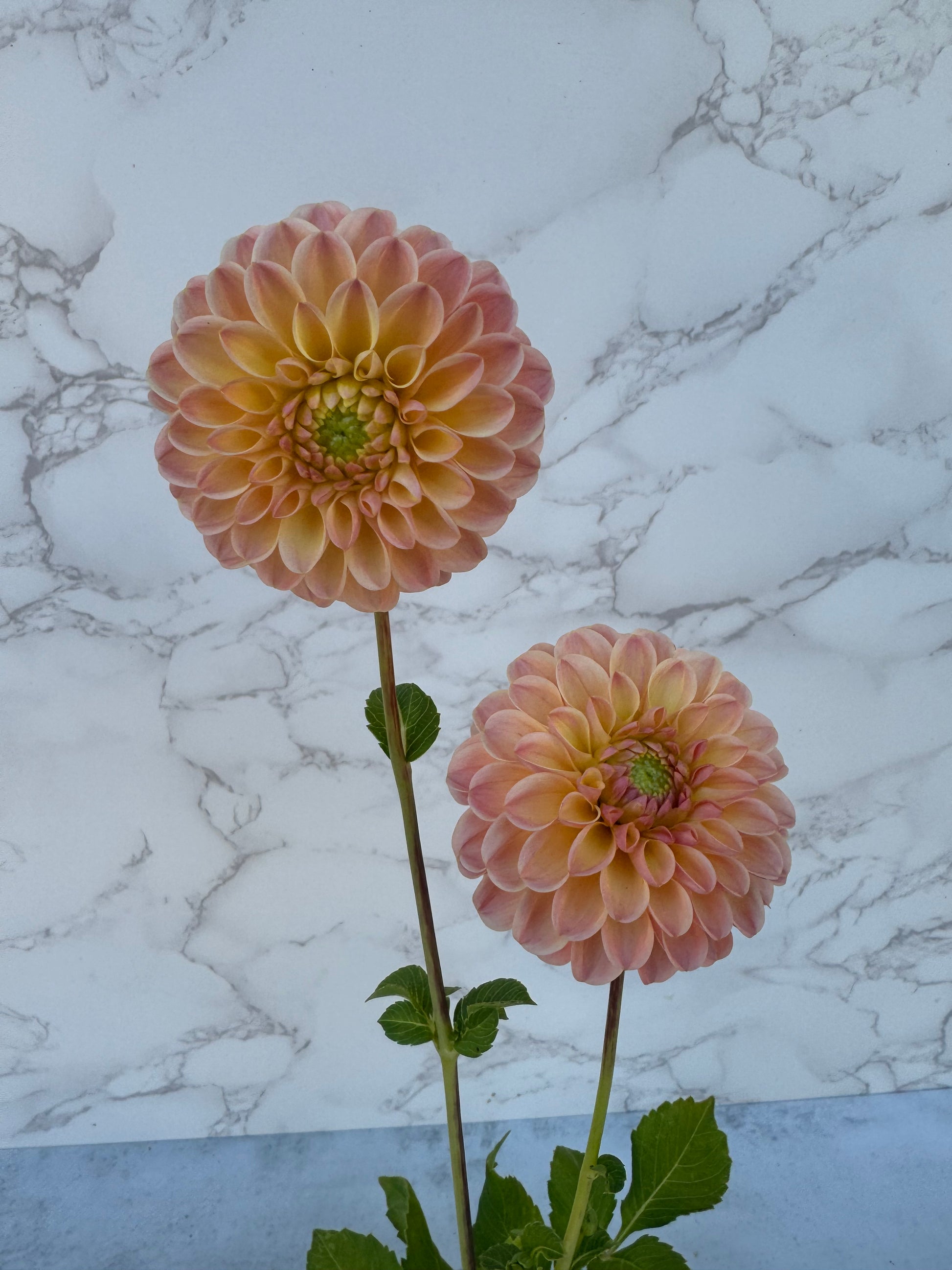 Hapet Salmon Cutting