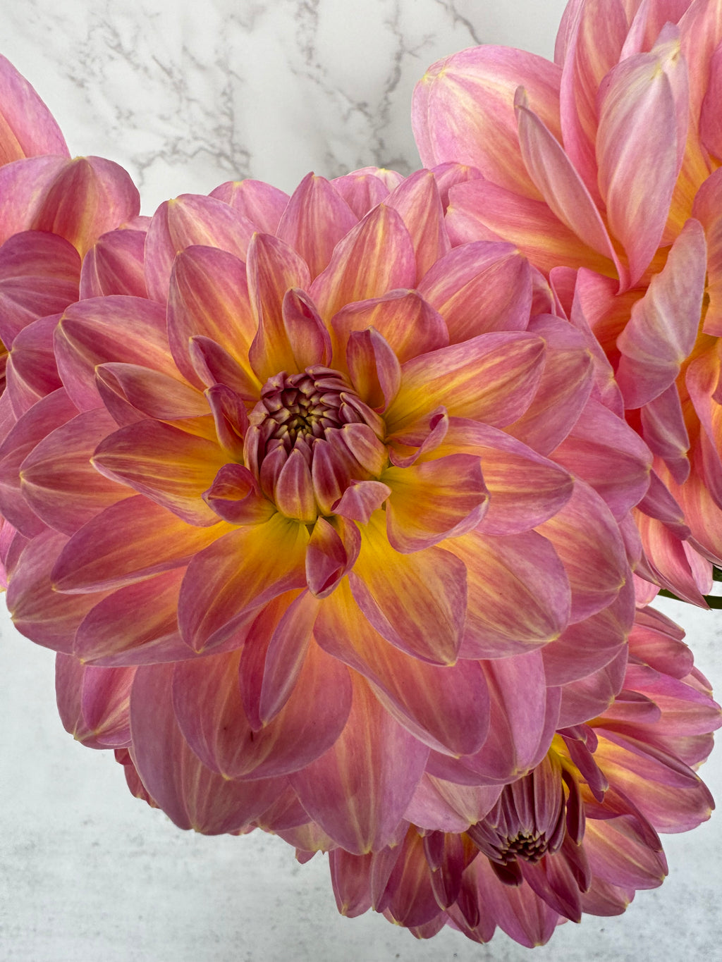 Hapet Old Charm Cutting