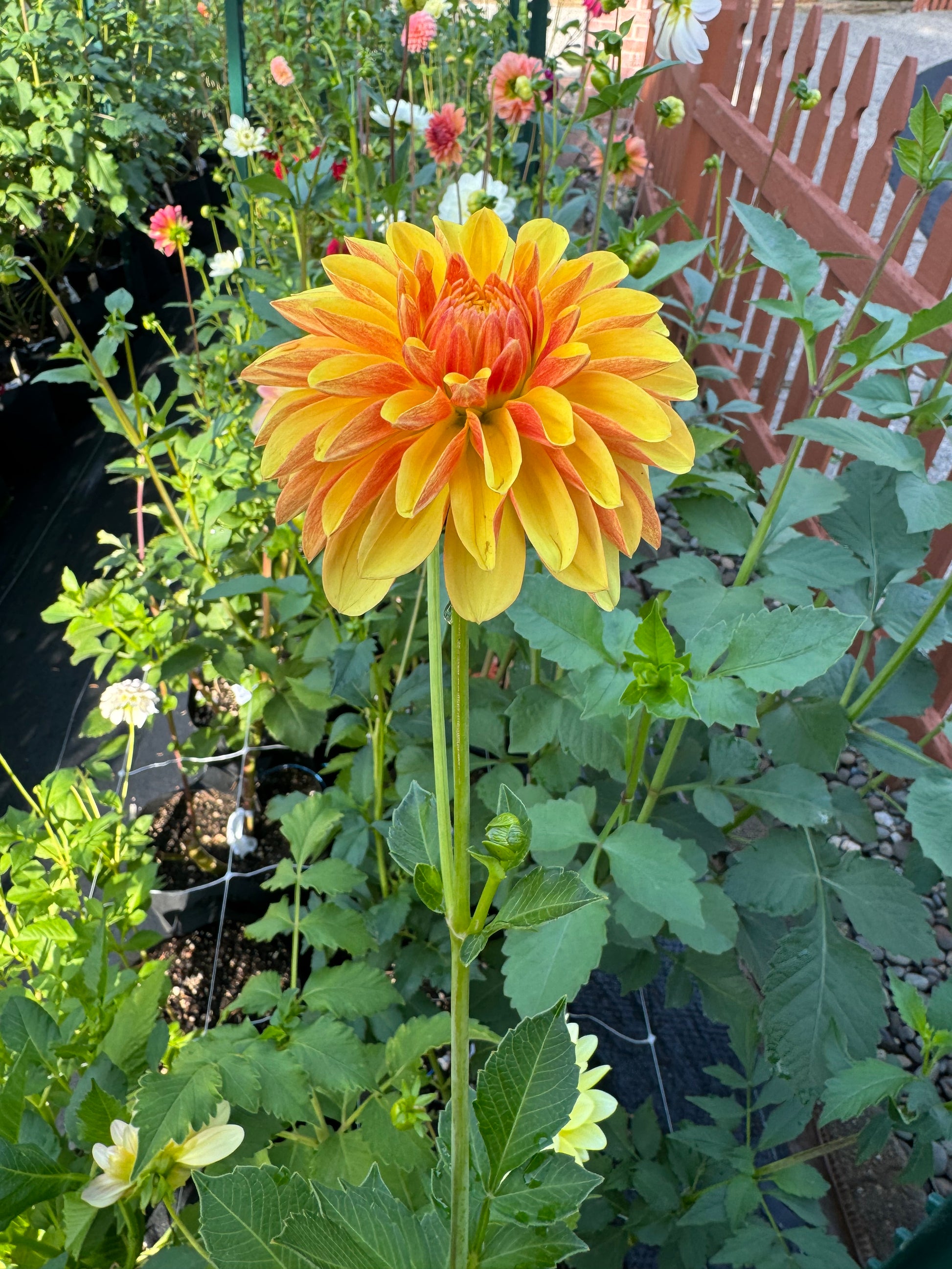 Lee’s Honey Spinner