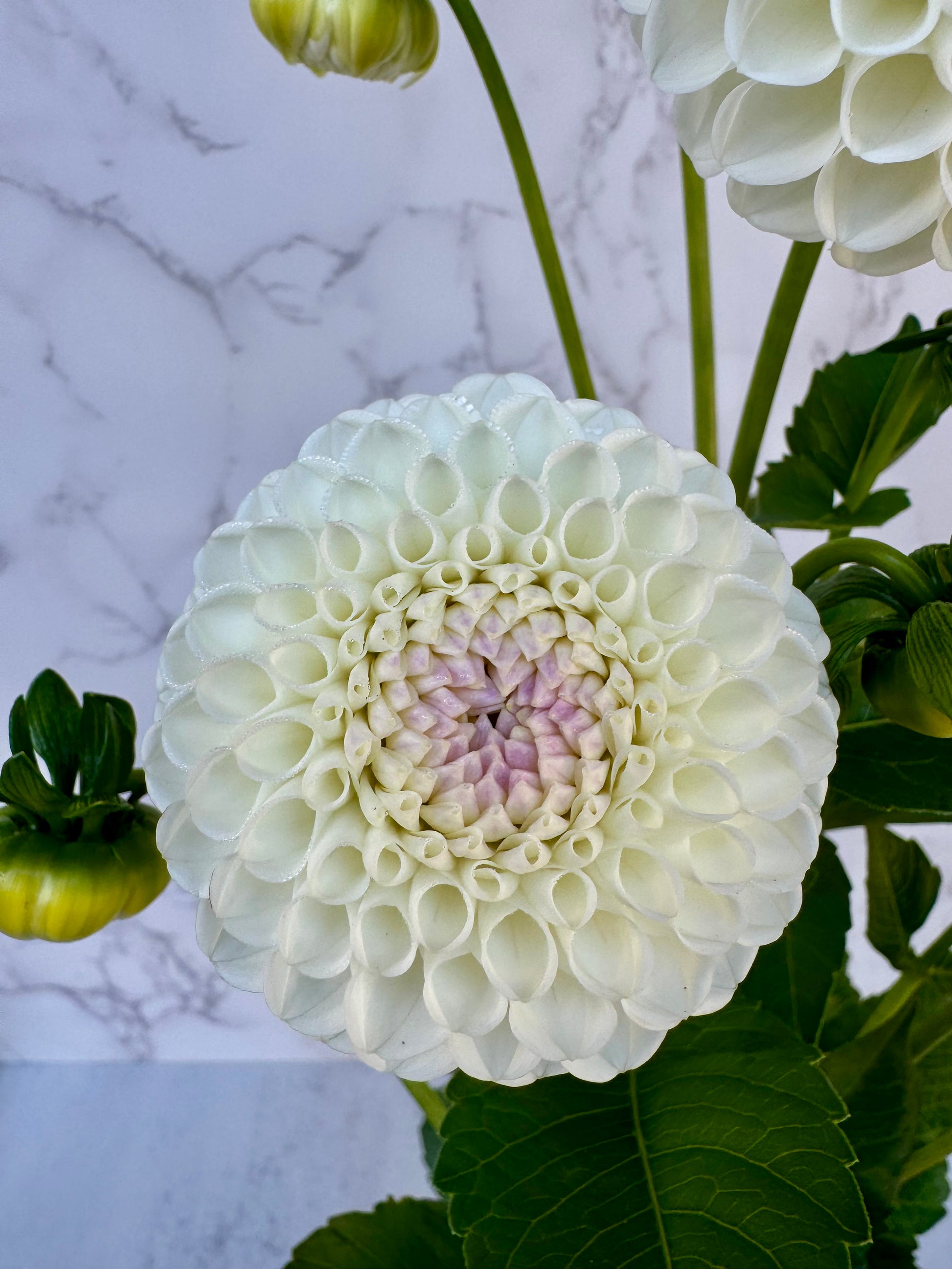 Hollyhill Miss White