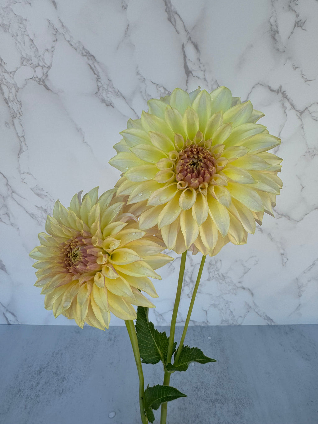 KA Champagne Cutting