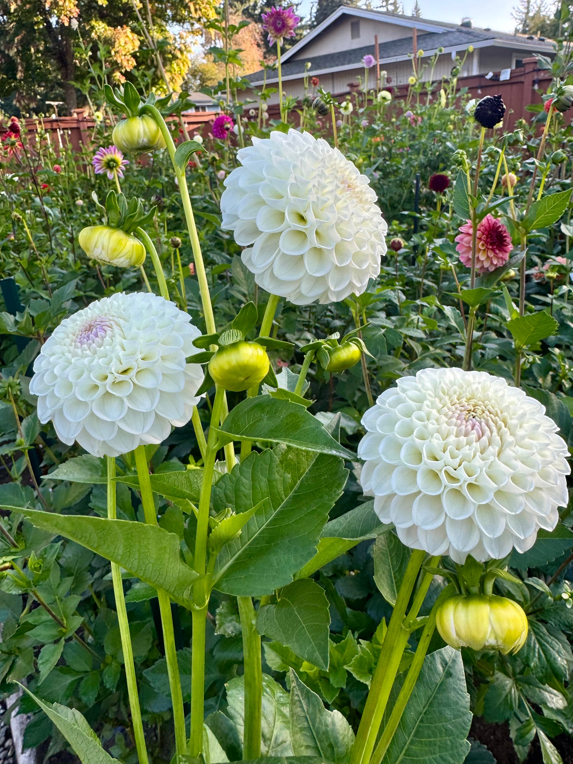 Hollyhill Miss White