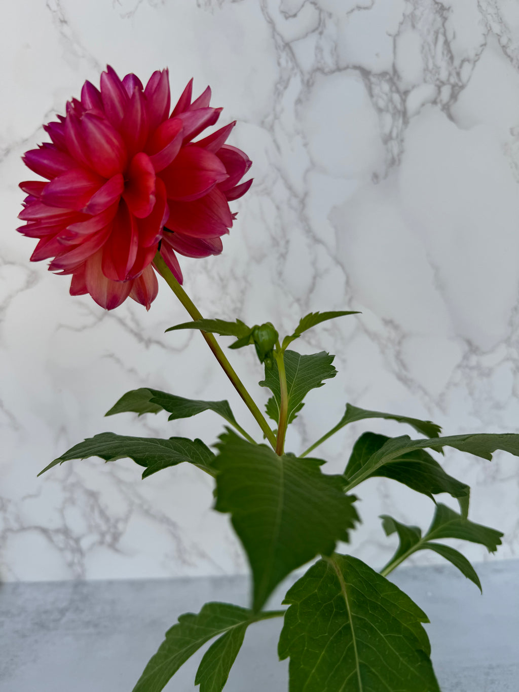 GF Smokey Sun Cutting