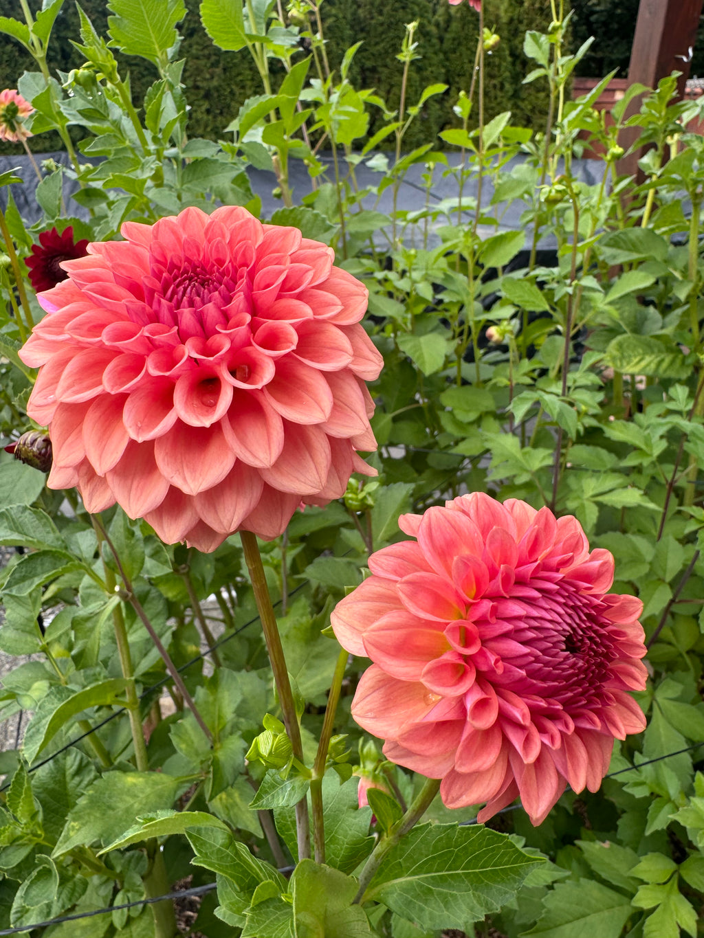 Levi Blue Smoke Cutting