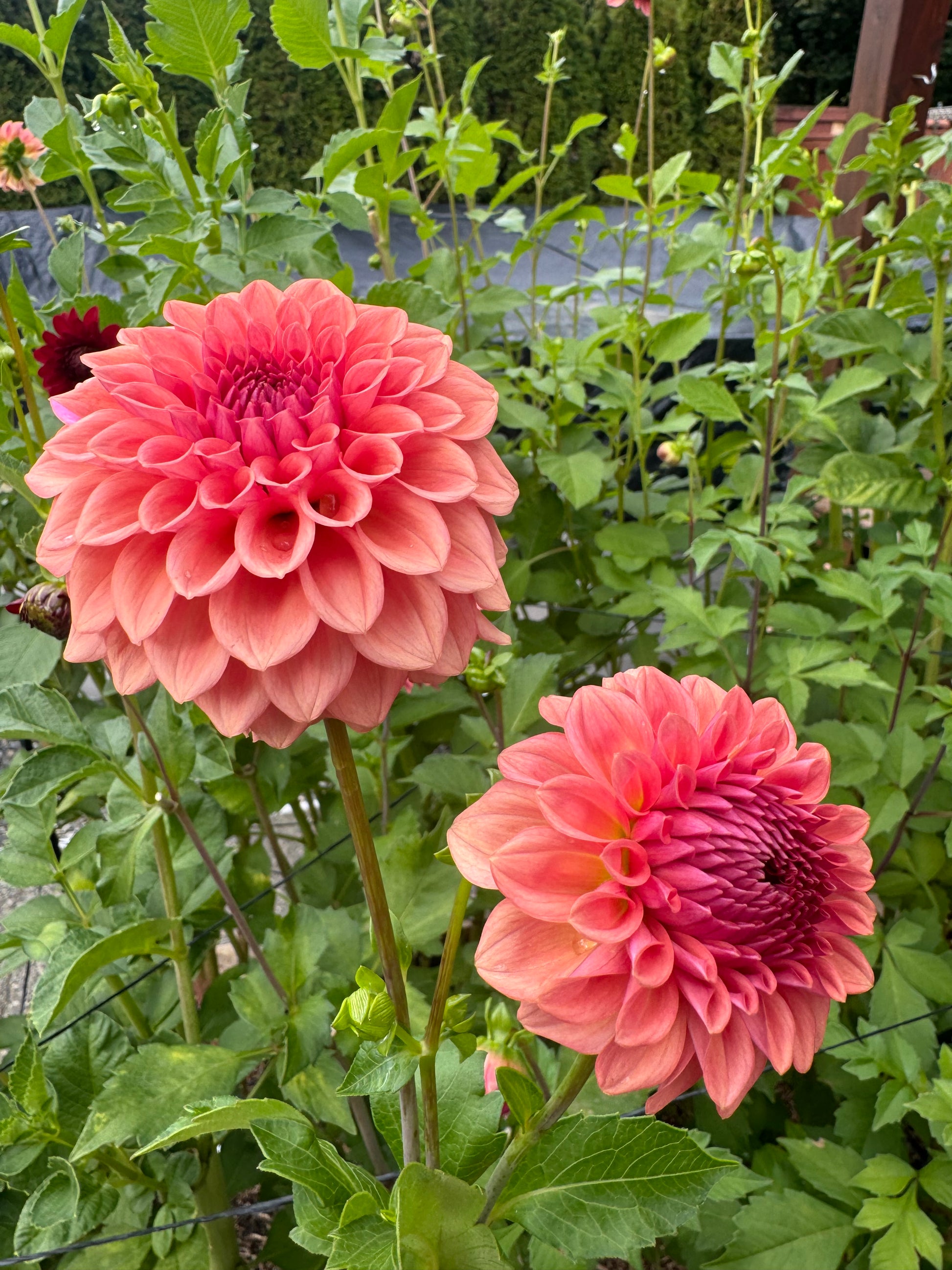 Levi Blue Smoke Cutting