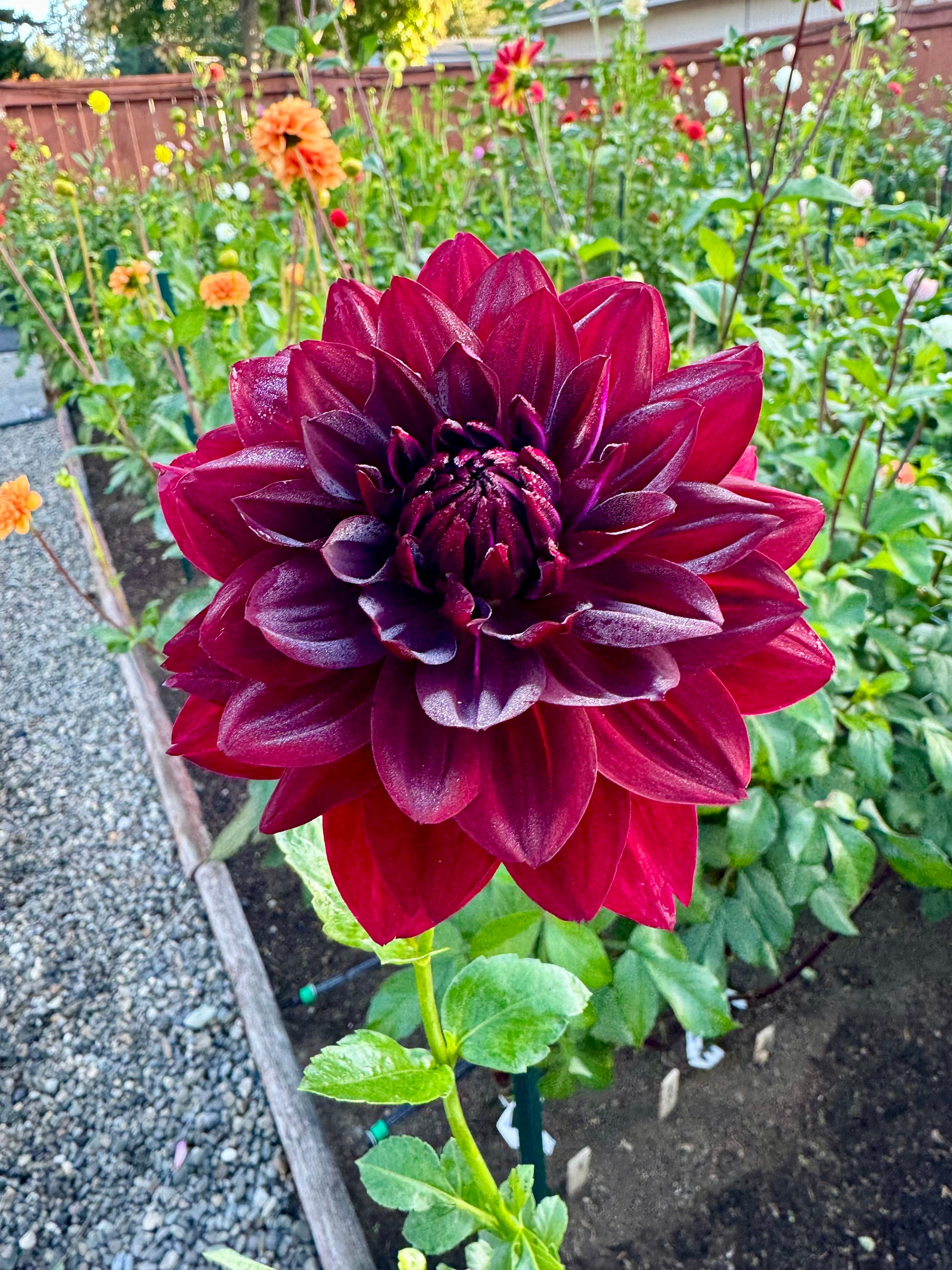 Hollyhill Black Widow