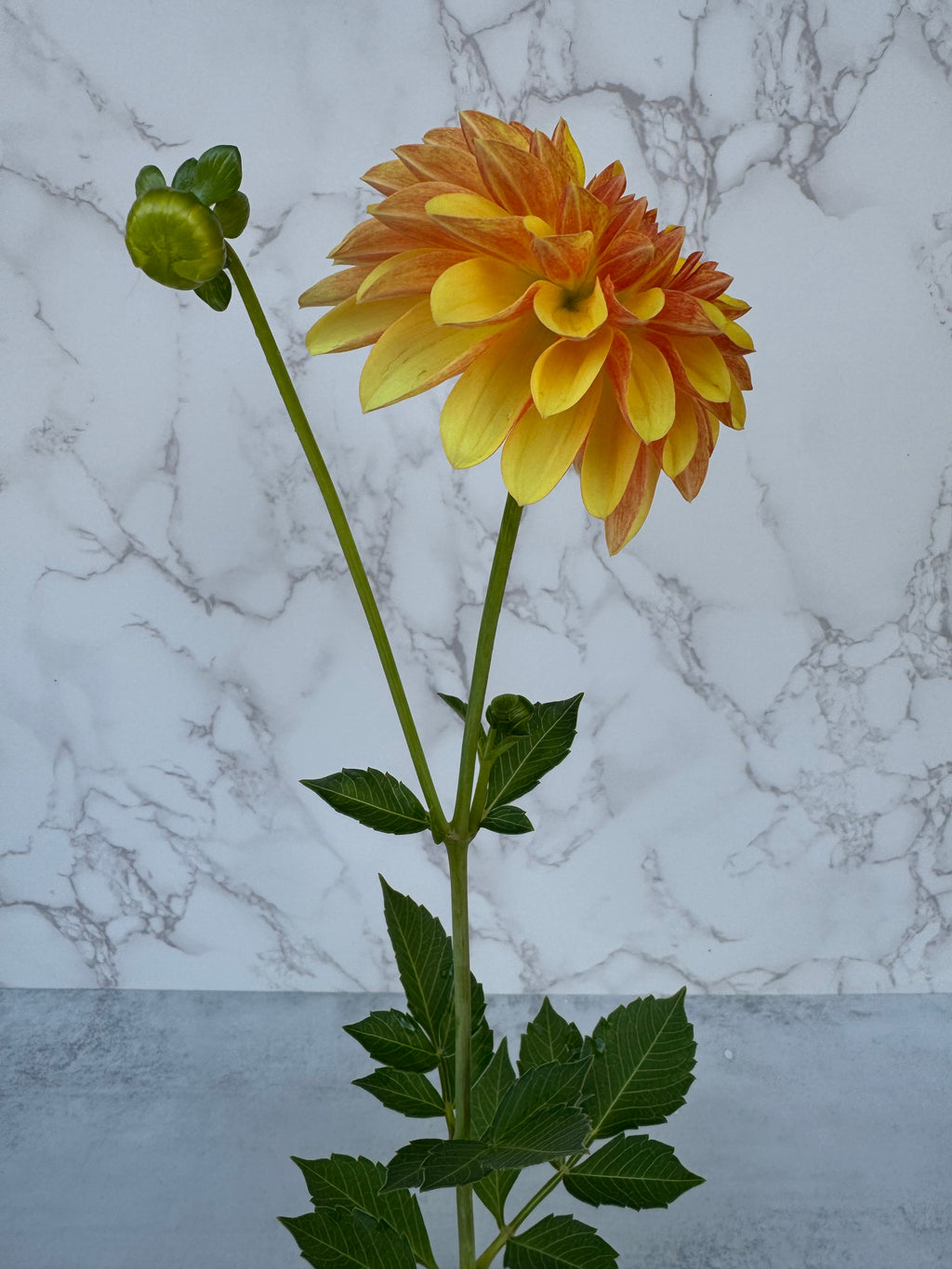 Lee’s Honey Spinner