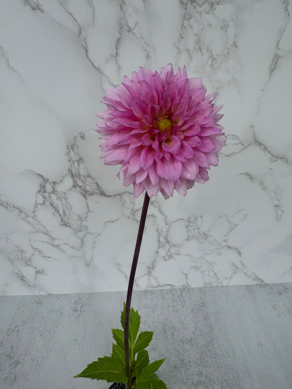 Lee’s Viola Frost Cutting