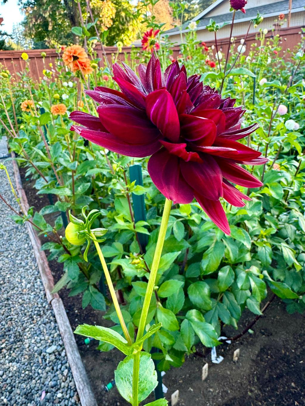 Hollyhill Black Widow