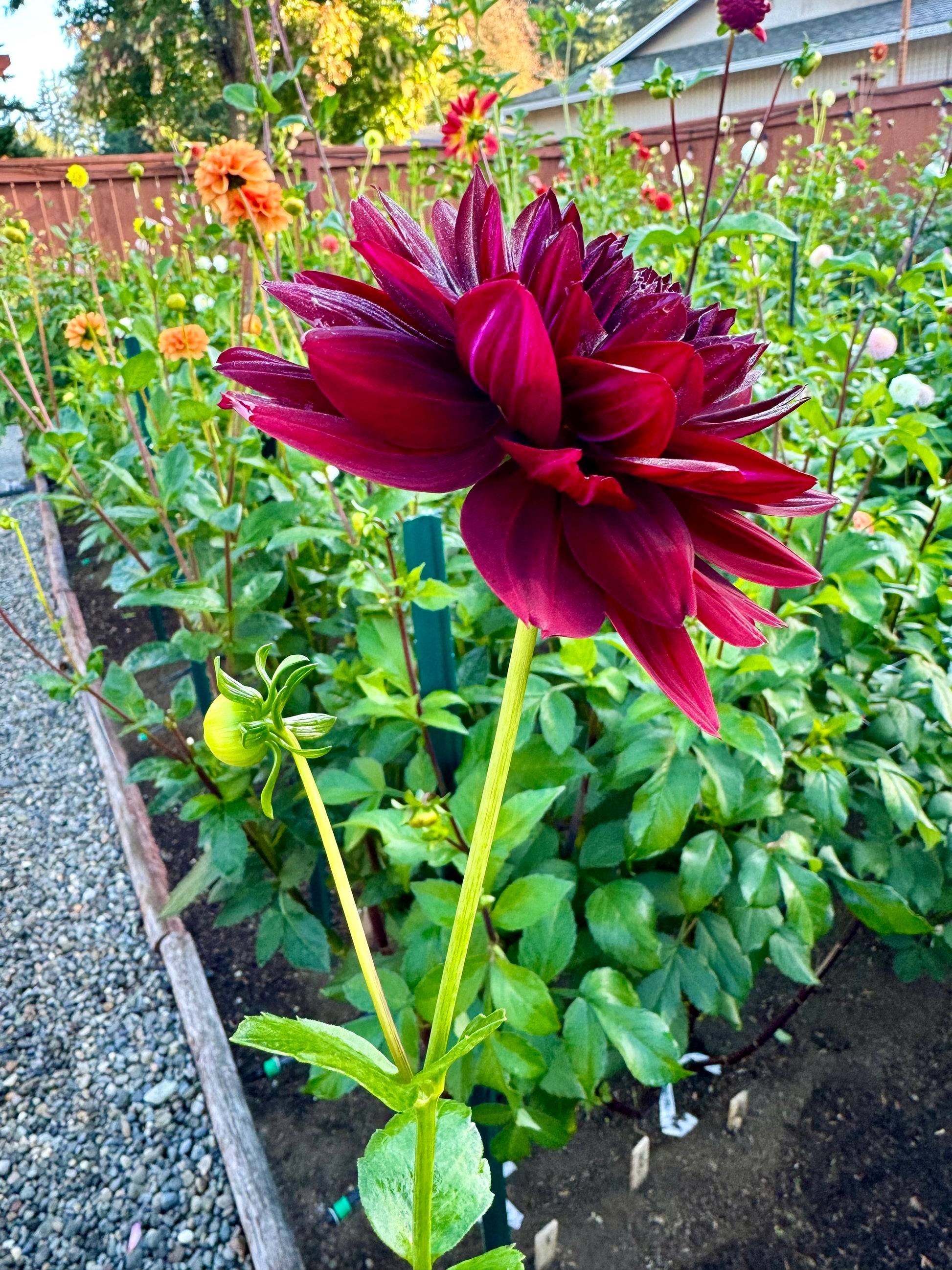 Hollyhill Black Widow