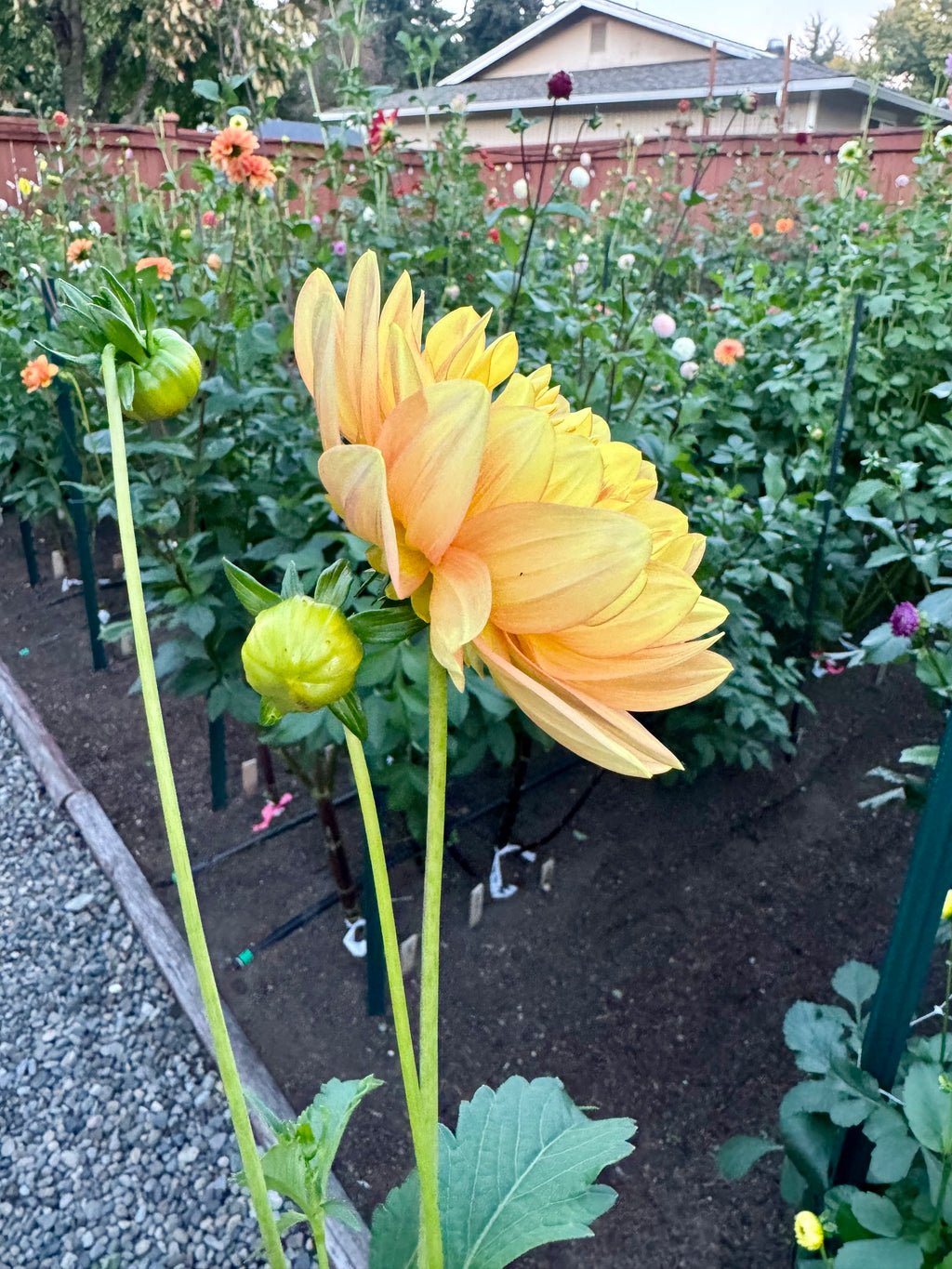 Hollyhill Serenity Cutting