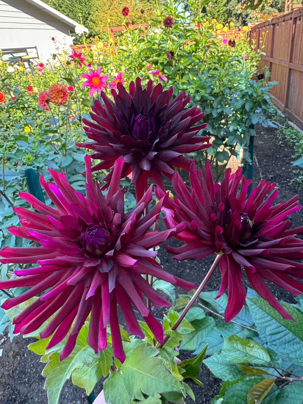 Bull’s Blood Cutting