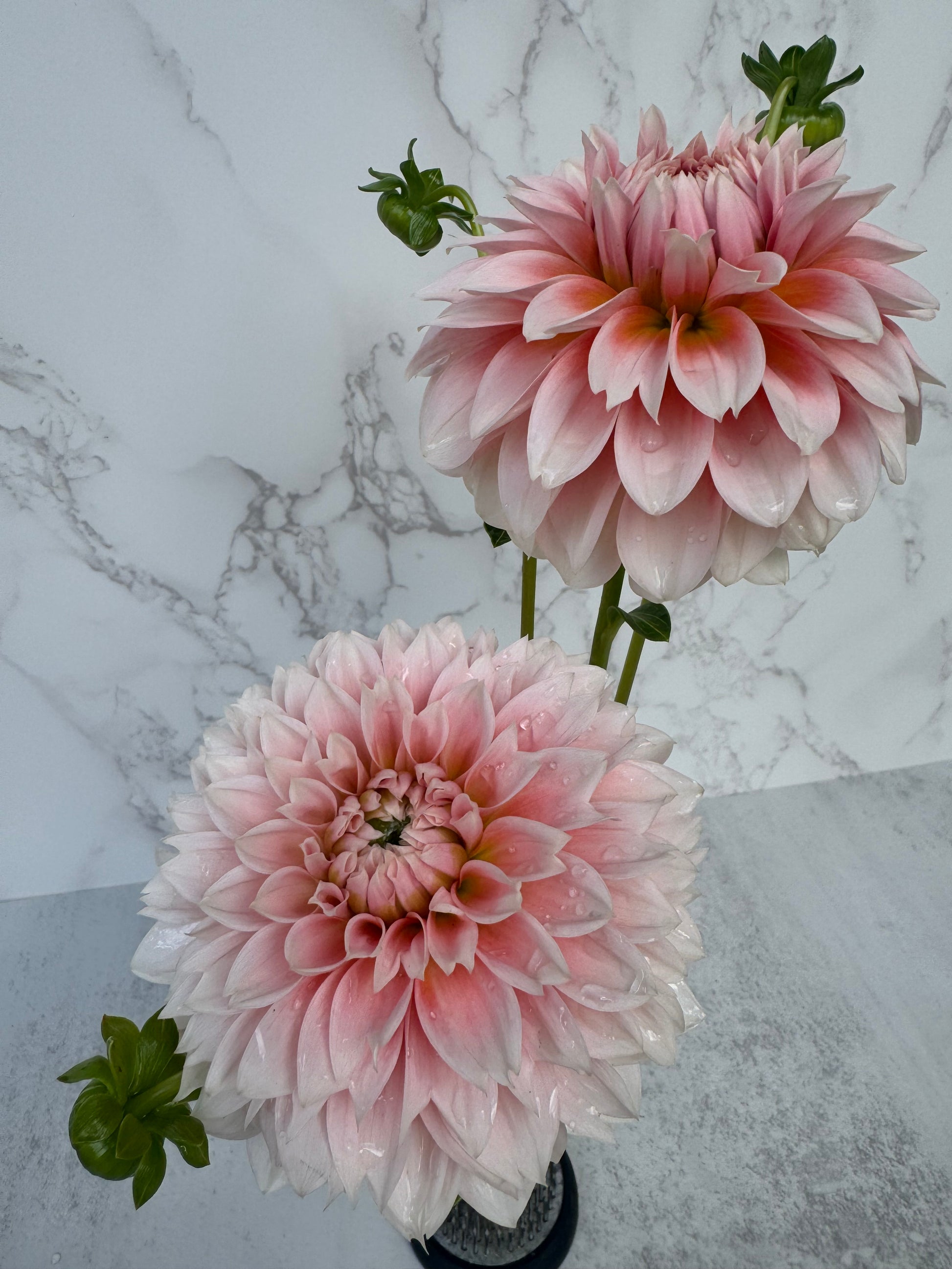 Bell’s Bonbori Cutting