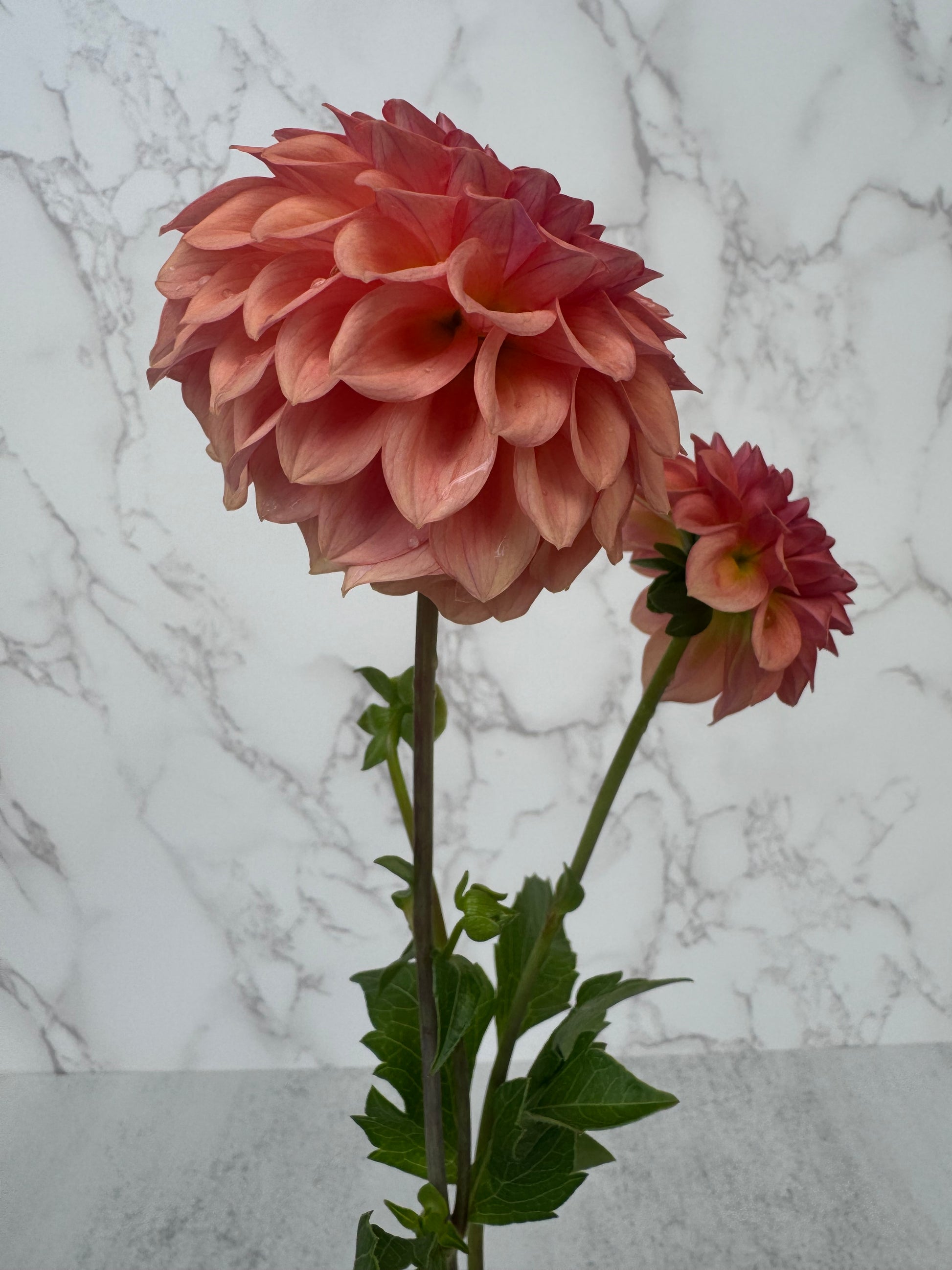 Levi Blue Smoke Cutting