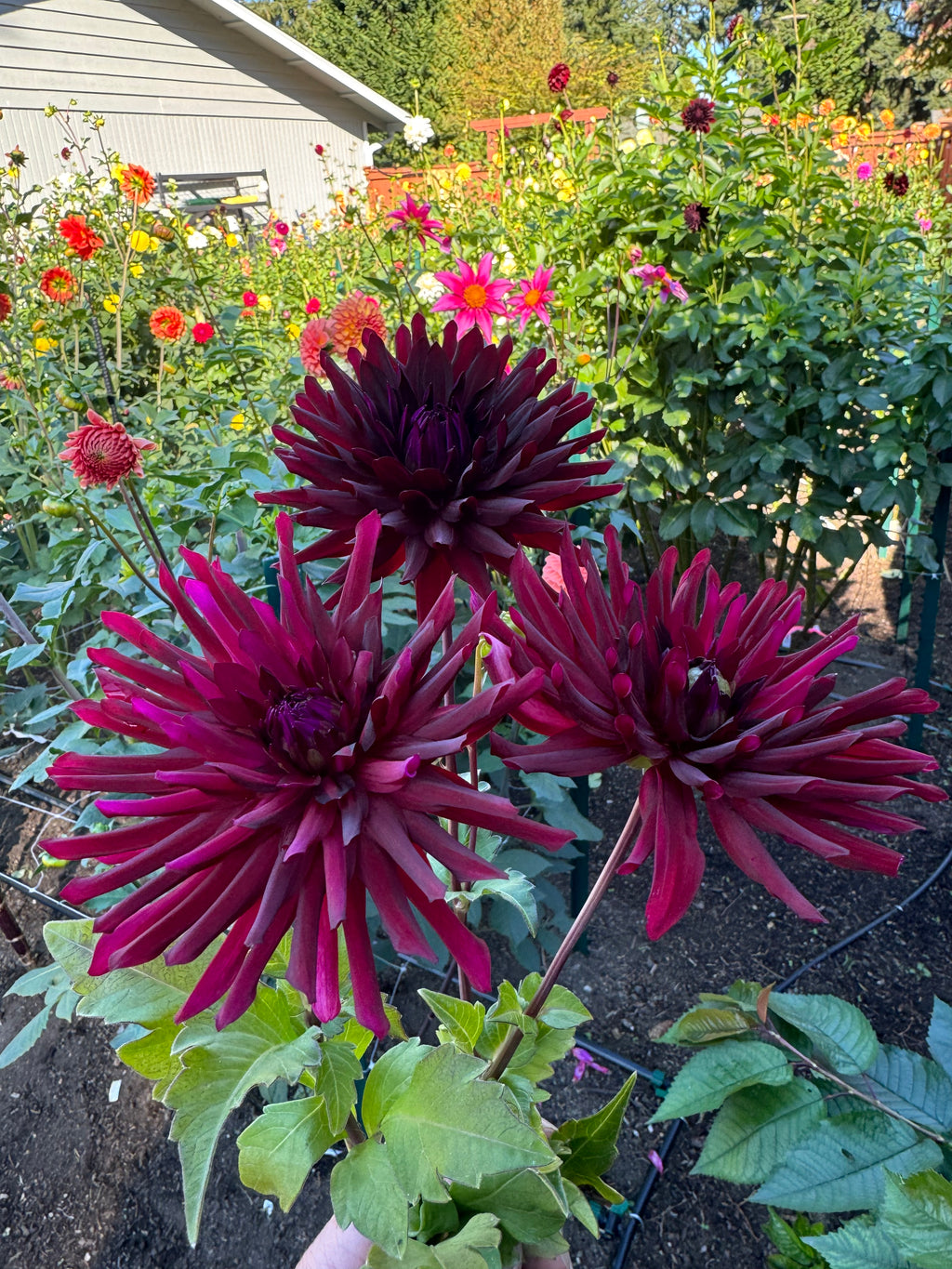 Bull’s Blood Cutting