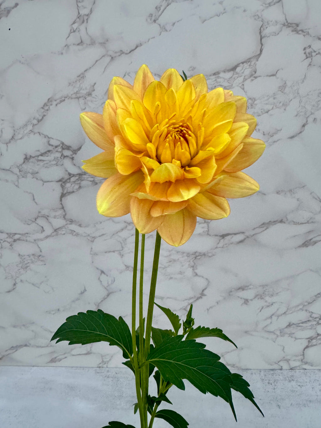 Hollyhill Serenity Cutting