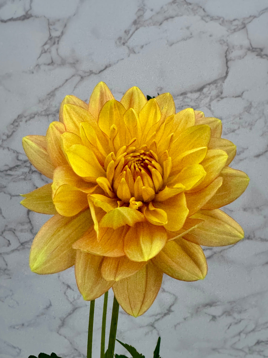 Hollyhill Serenity Cutting