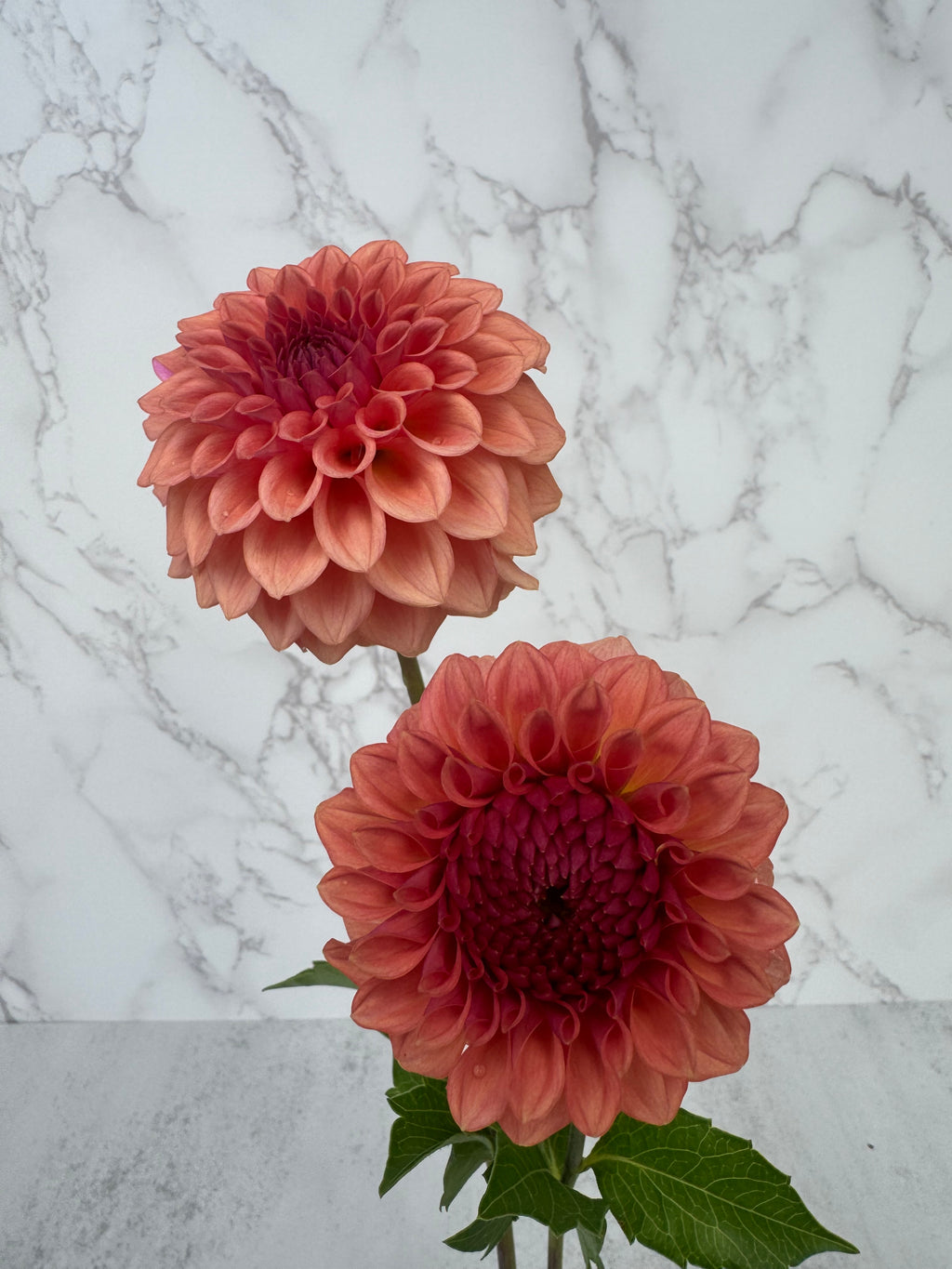 Levi Blue Smoke Cutting